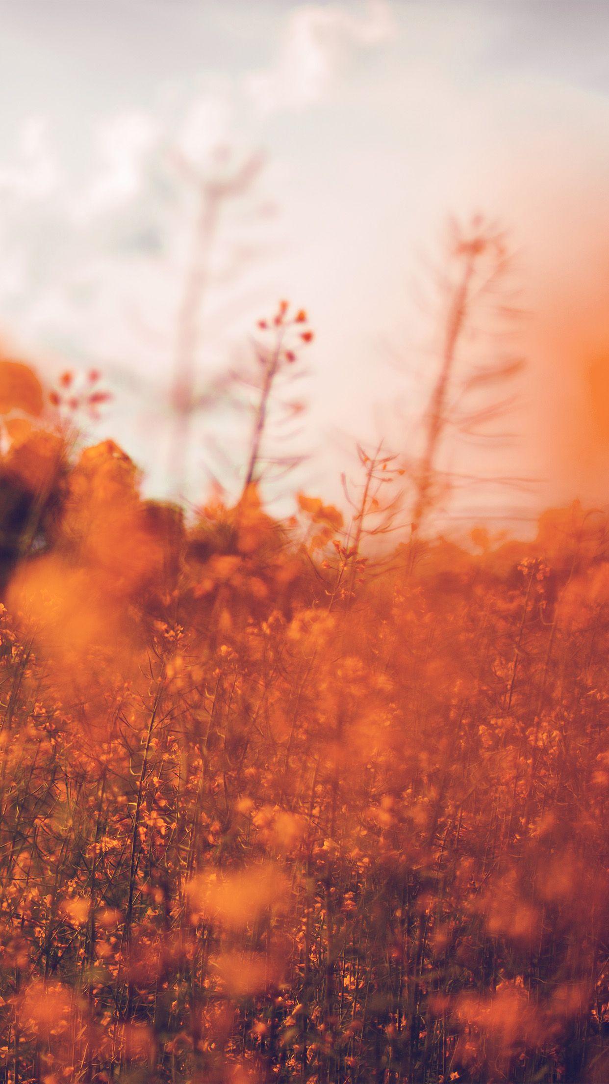 1242x2208 iPhone 6 wallpaper. nature orange