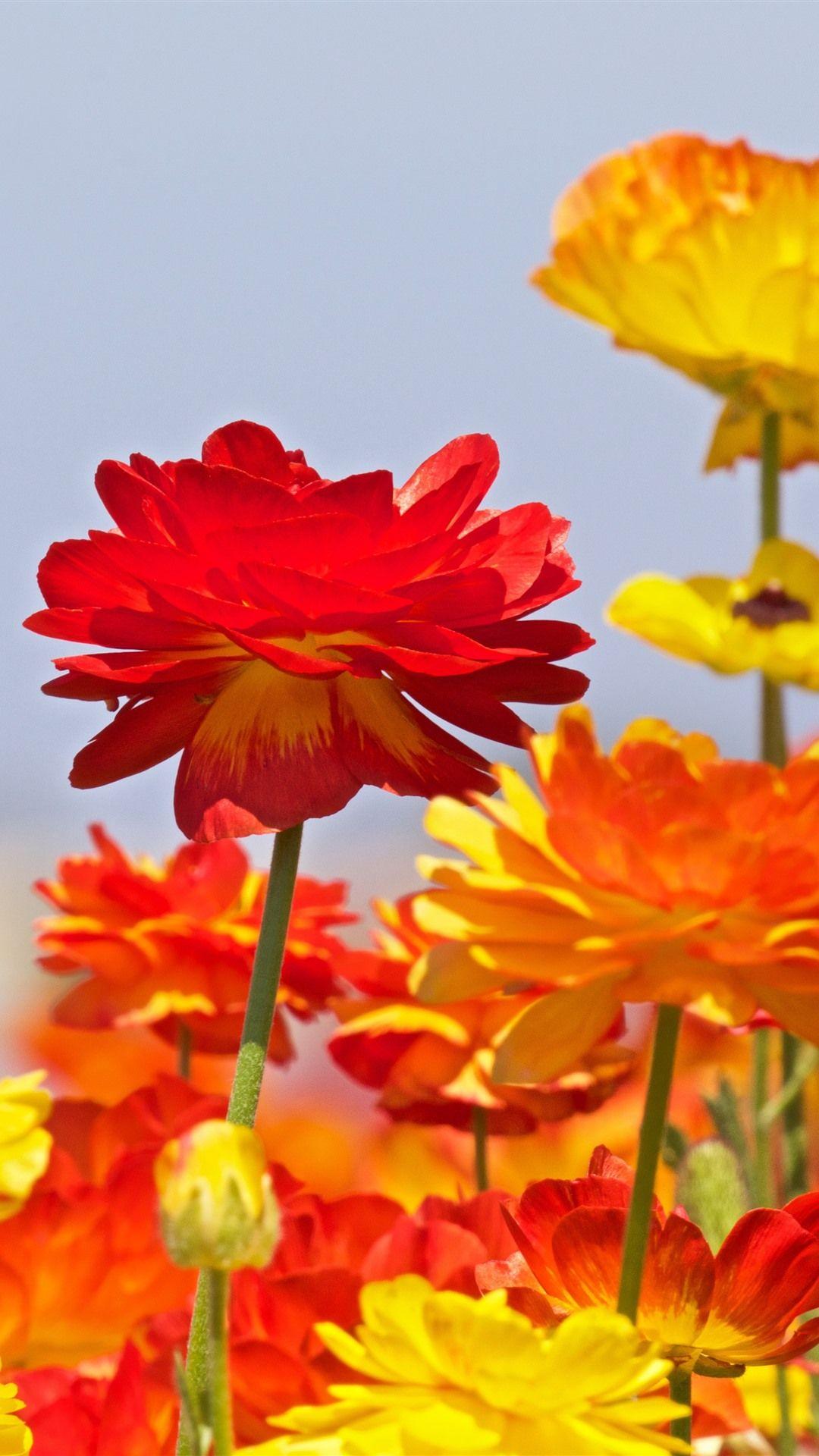 1080x1920 Ranunculus, red and orange flowers 1242x2688 iPhone XS Max