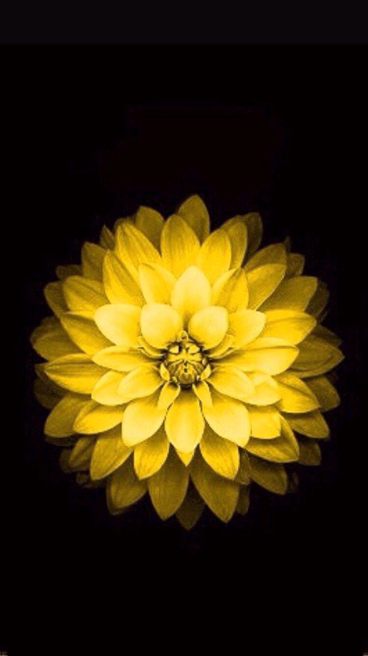 750x1334 iPhone Wallpaper Flowers