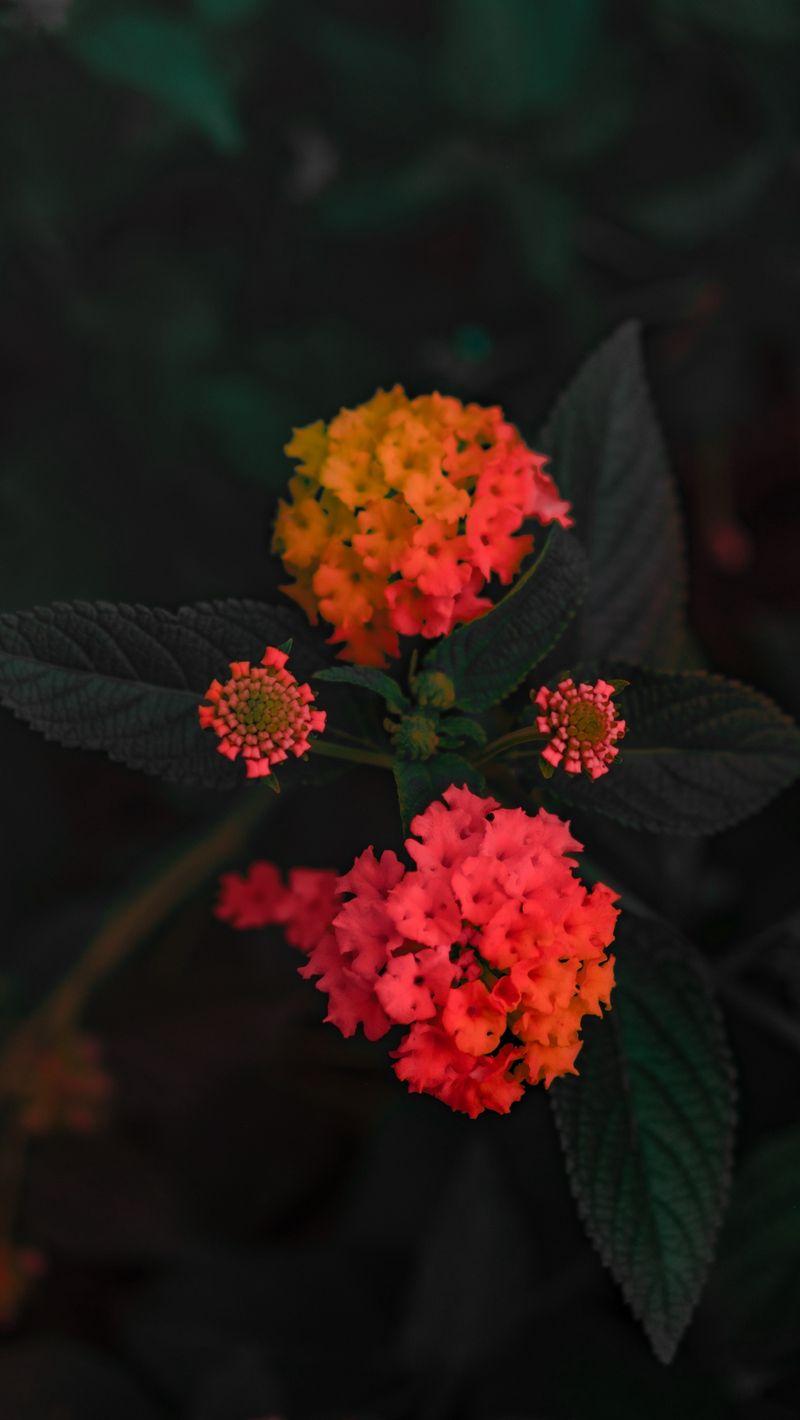 800x1420 Download wallpaper 800x1420 lantana camara, flower, orange