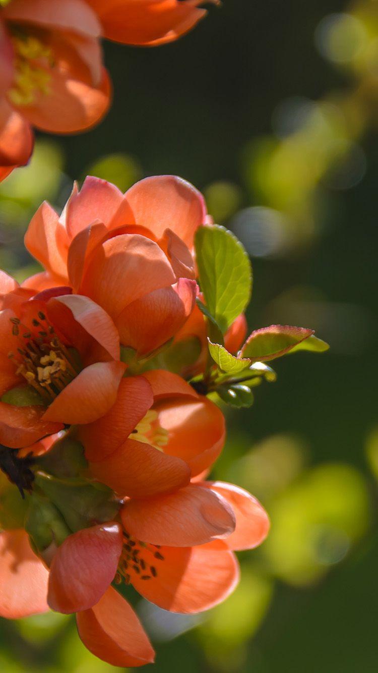 750x1334 FreeiOS8.com. iPhone wallpaper. spring flower tree