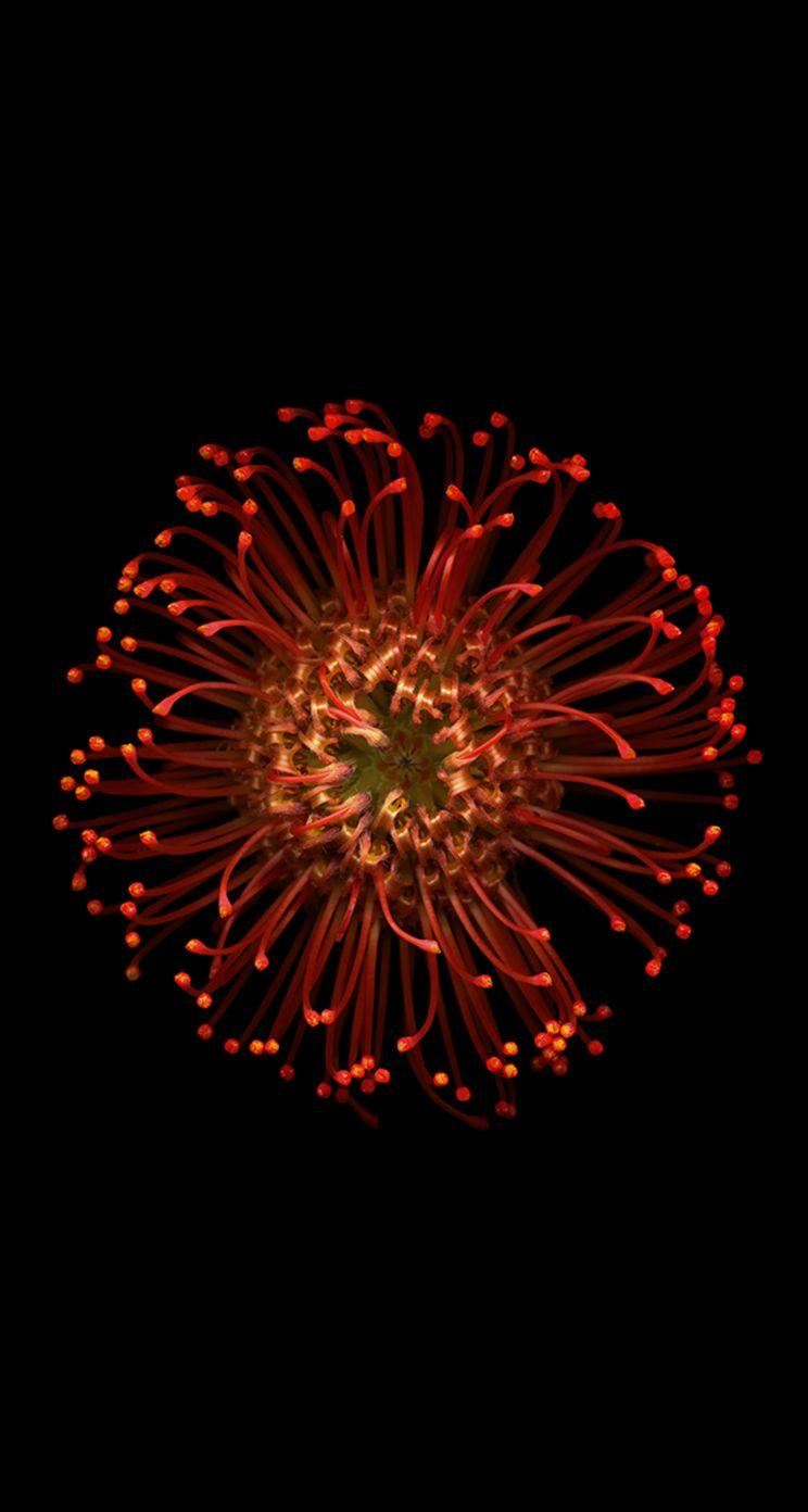 744x1392 Orange Flower Wallpaper for iPhone X, 6