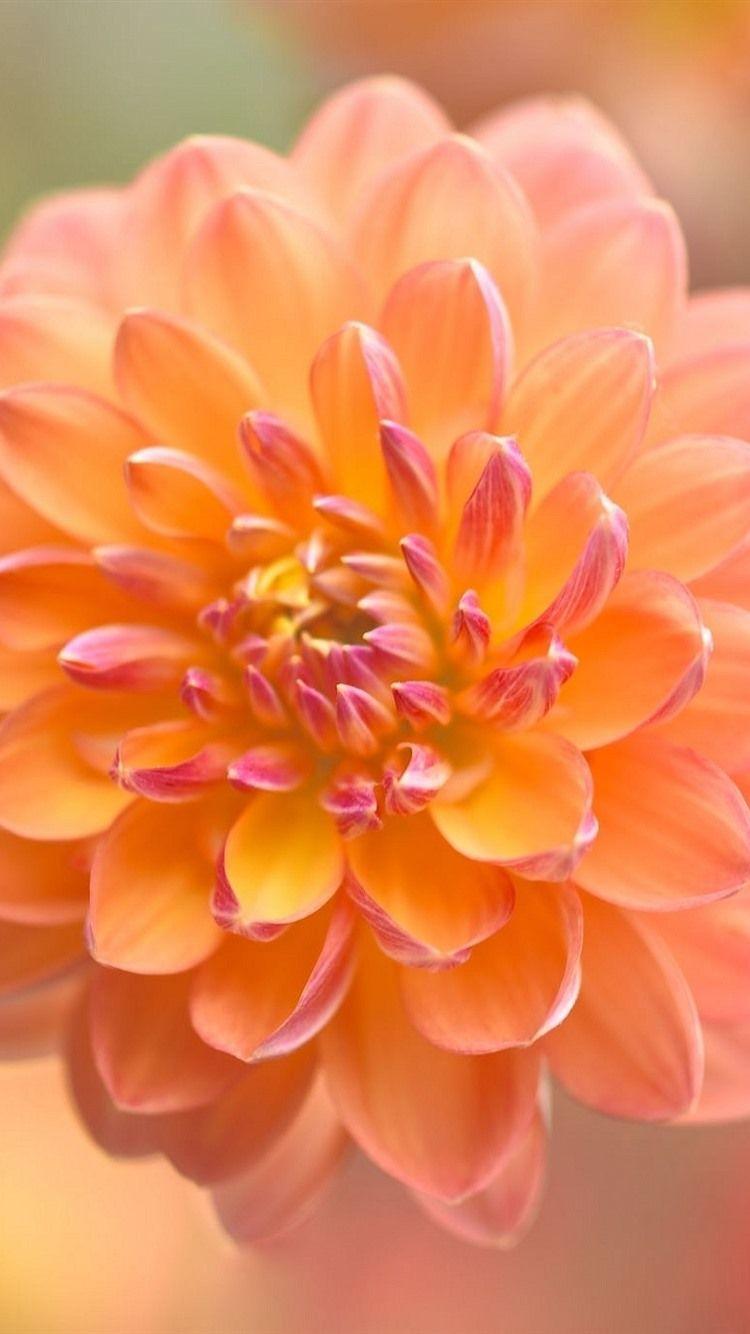 750x1334 Orange Dahlia, Flower Close Up, Blurry Background 750x1334 IPhone 8 7 6 6S Wallpaper, Background, Picture, Image