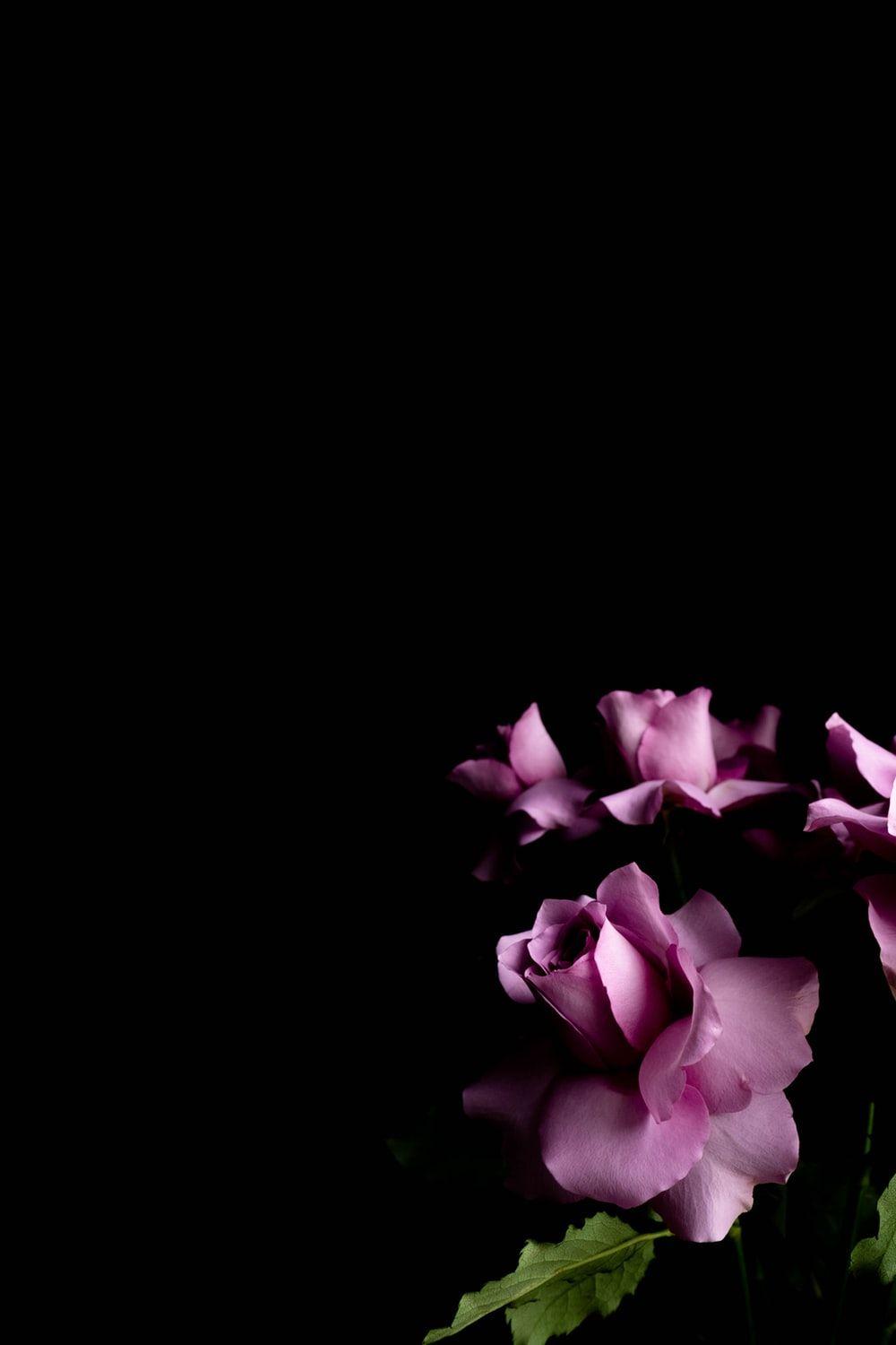 Black Floral iPhone Wallpapers Top Free Black Floral iPhone