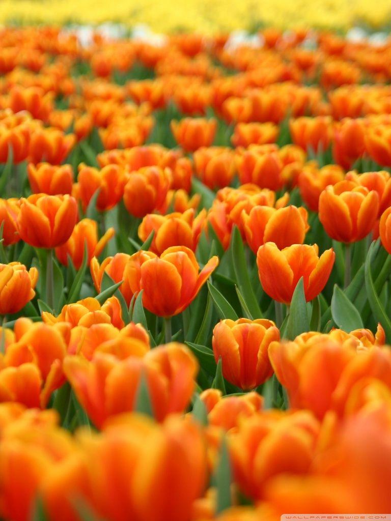 768x1024 iPhone Orange Flower Wallpaper