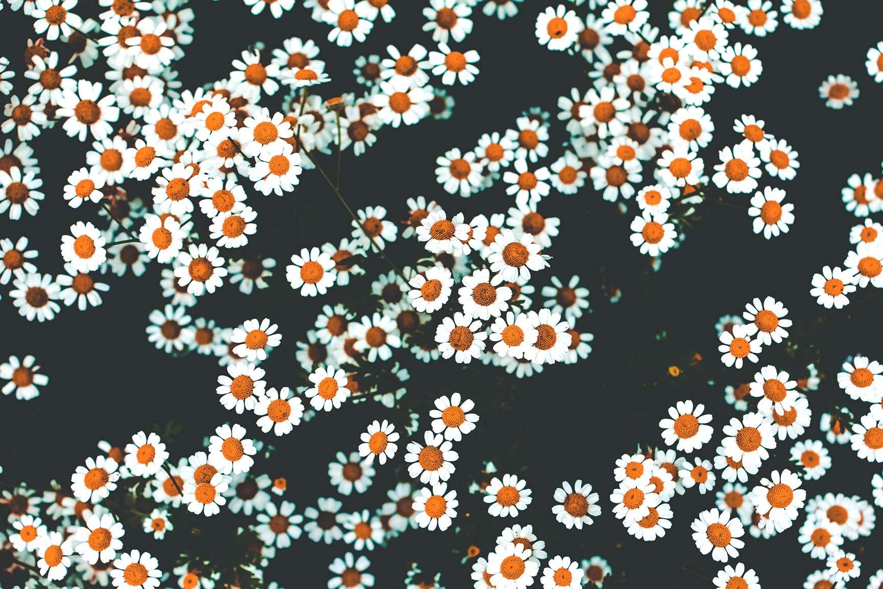 1730x1155 Floral iPhone Xs Wallpaper To Celebrate Spring