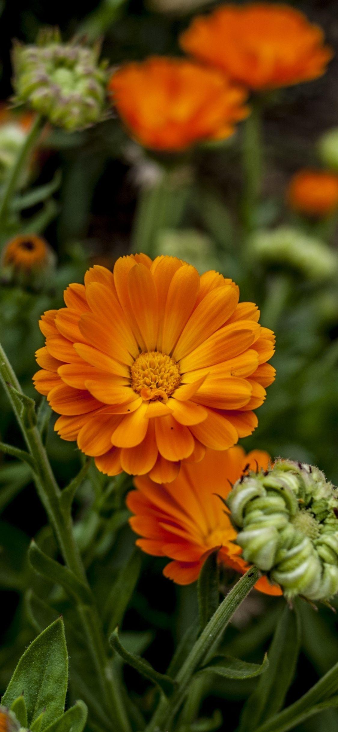 1125x2436 Download 1125x2436 wallpaper orange flowers, garden, flower