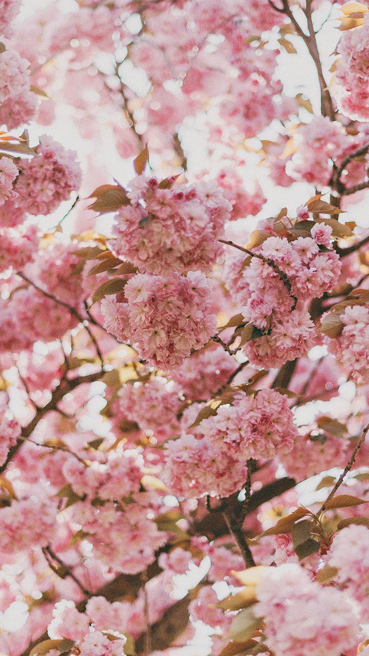 750x1334 FreeiOS8.com. iPhone wallpaper. spring flower pink