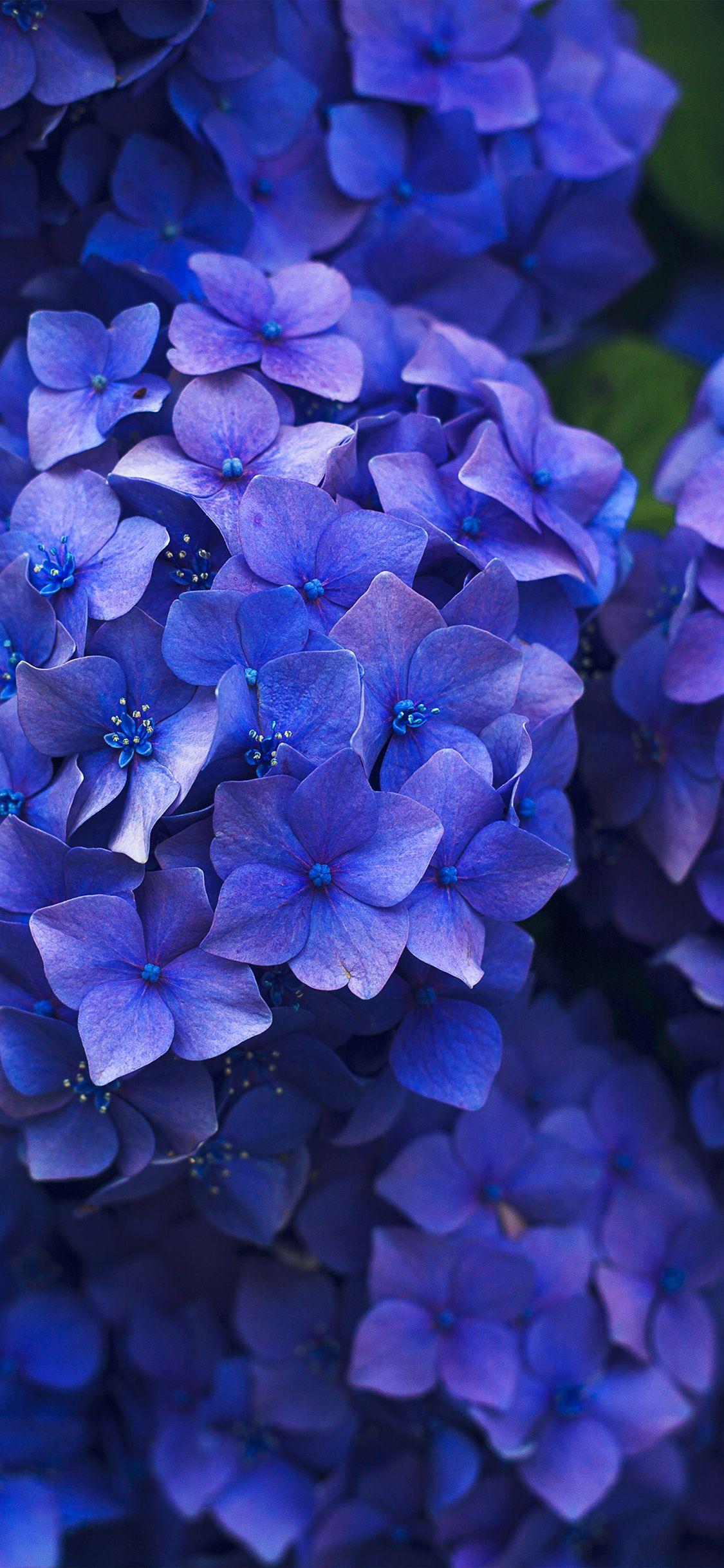 1125x2436 iPhone X wallpaper. flower spring
