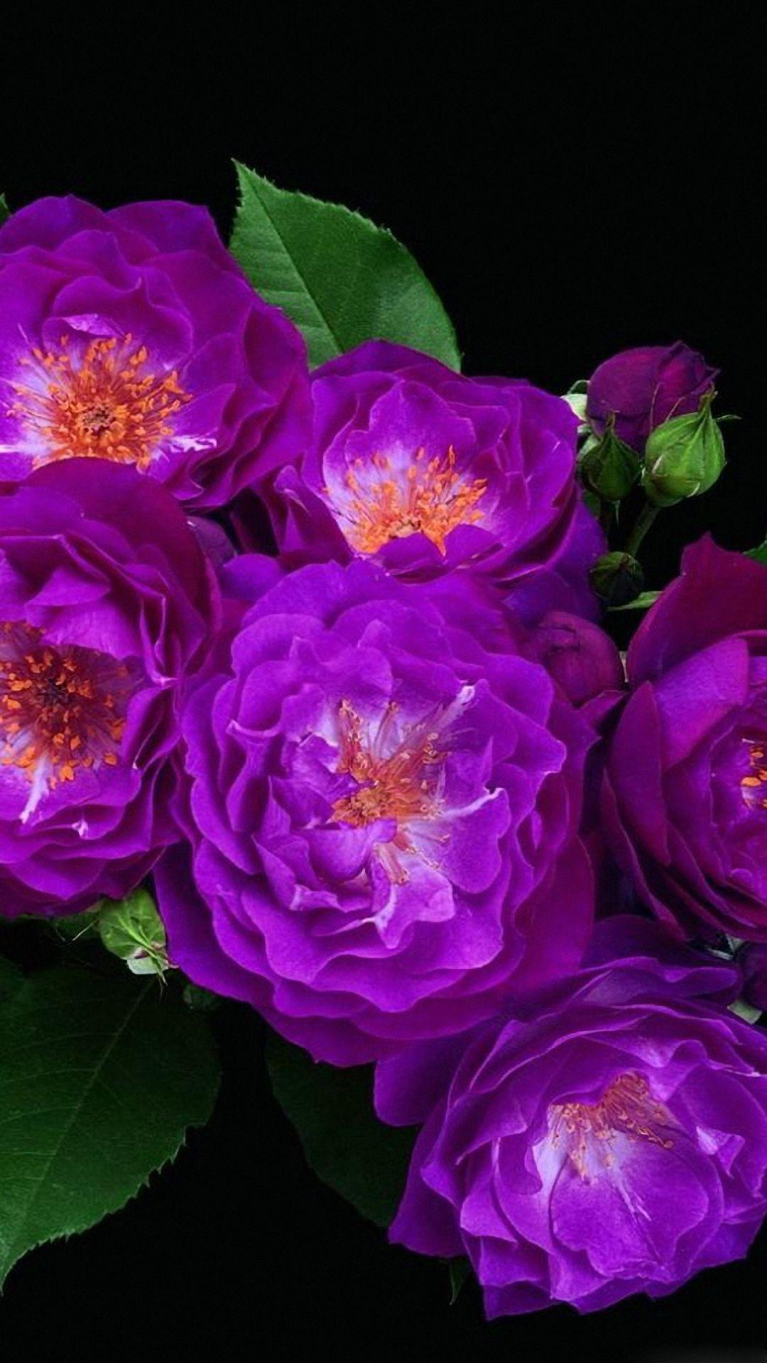 1080x1920 Flower iPhone Wallpaper