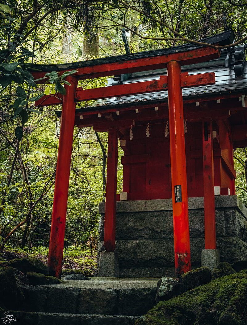 800x1050 Torii gate, temple, shrine, japan, architecture, HD phone wallpaper