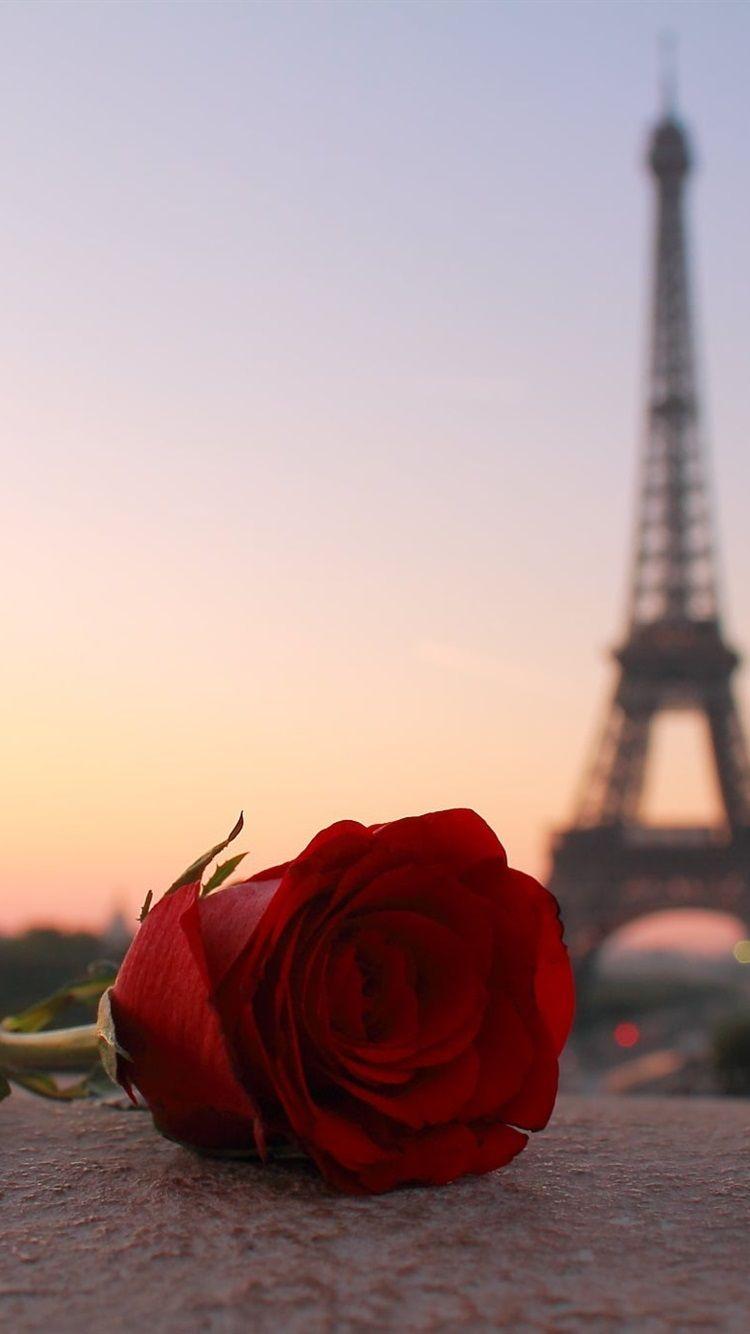 750x1334 Red Rose, Eiffel Tower, Paris 750x1334 IPhone 8 7 6 6S