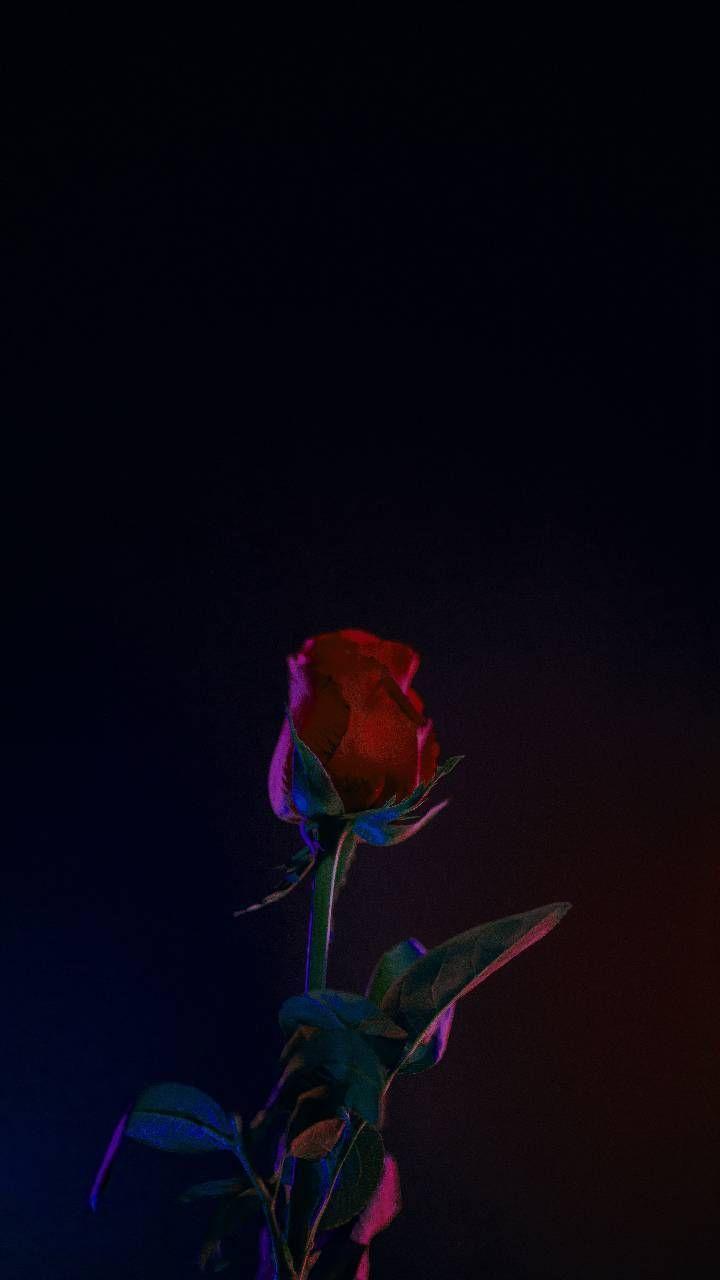 Dark Rose Wallpapers - Top Free Dark Rose Backgrounds - WallpaperAccess