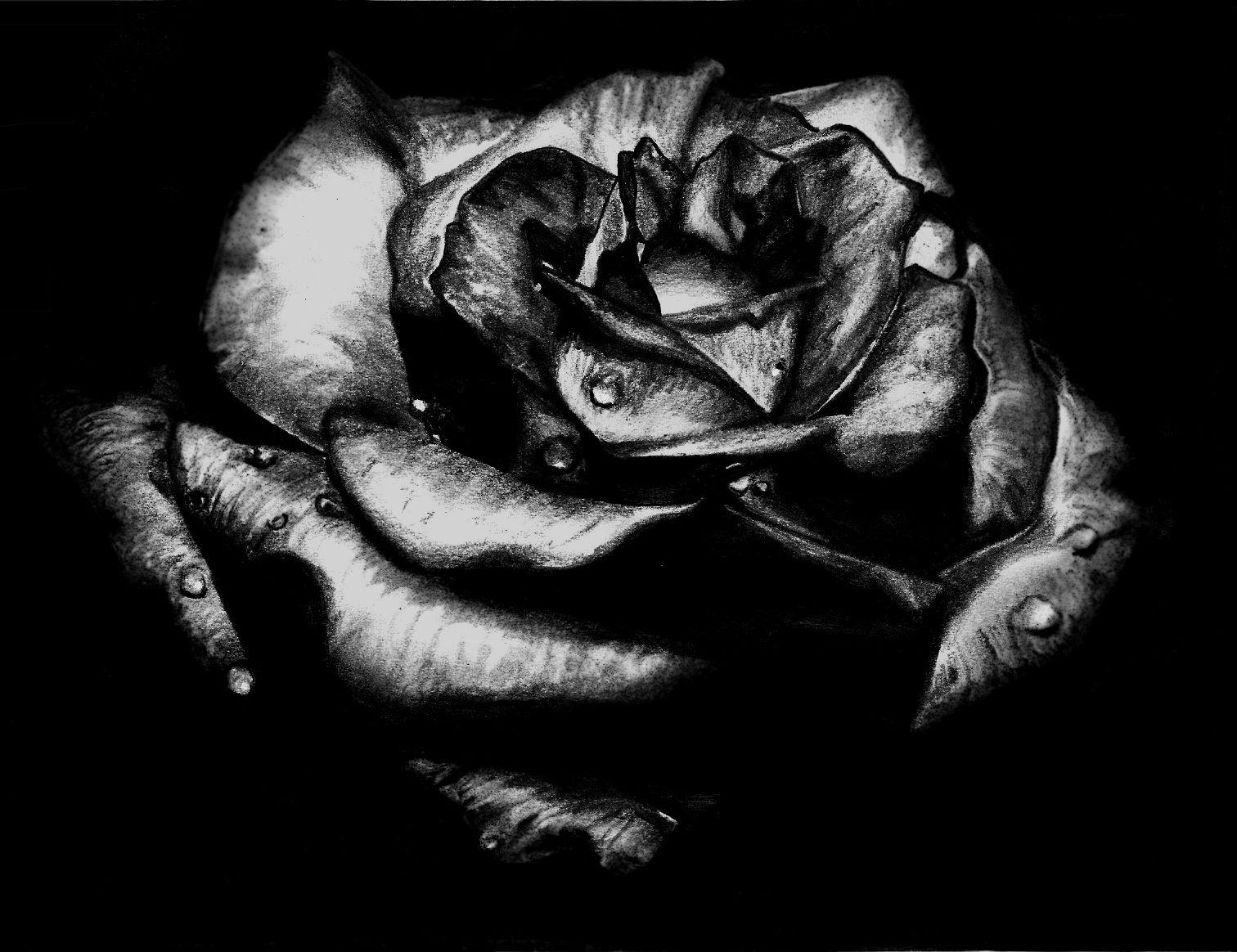 1512x1164 Black Rose Wallpaper, Nature Black Rose