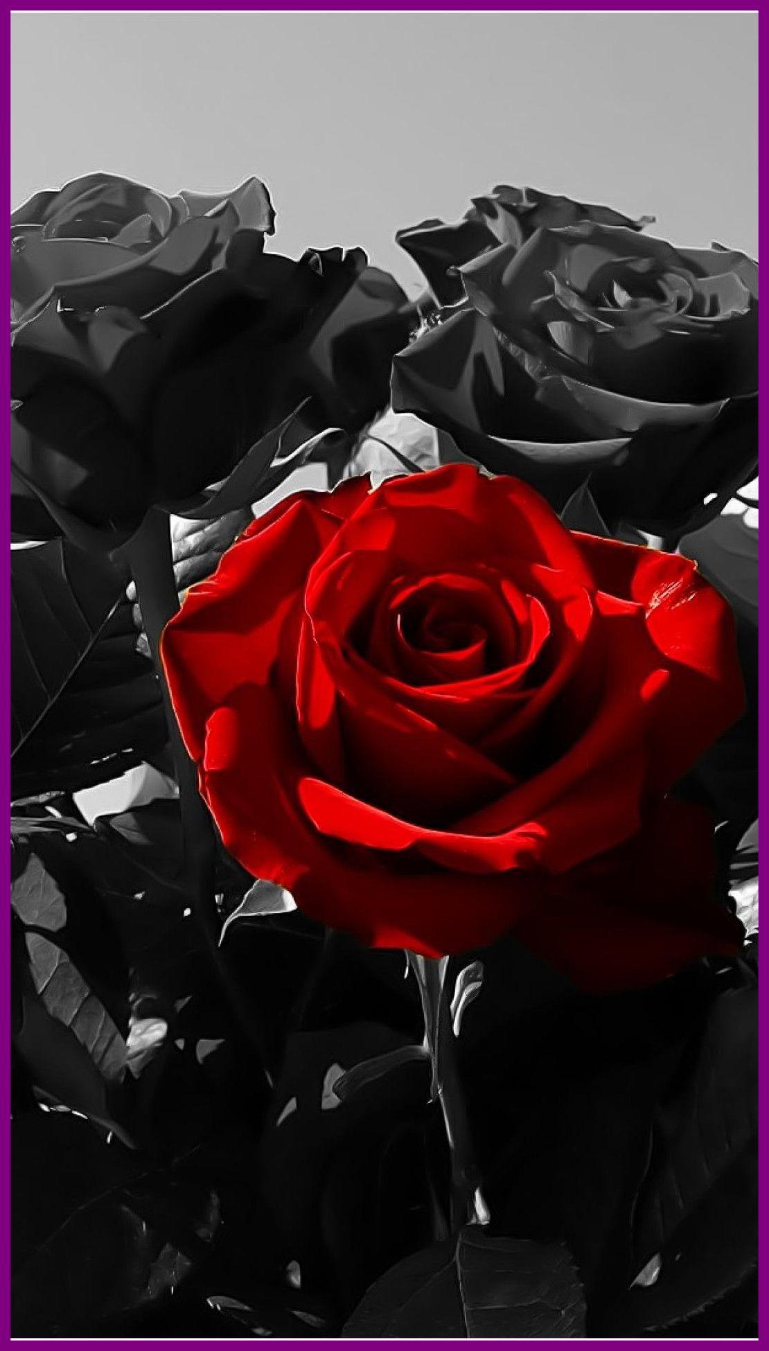 Red Rose Wallpaper With Black Background - Dark Red Roses Wallpapers