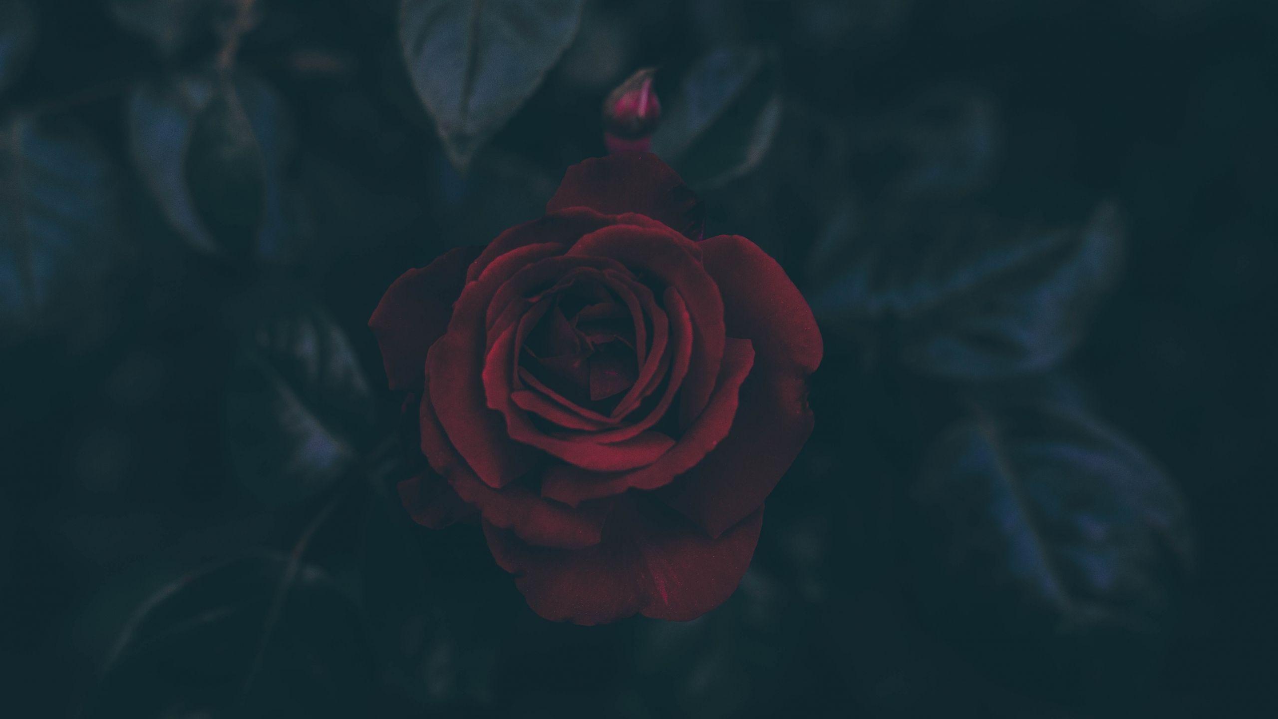 Dark Rose Wallpapers Top Free Dark Rose Backgrounds WallpaperAccess