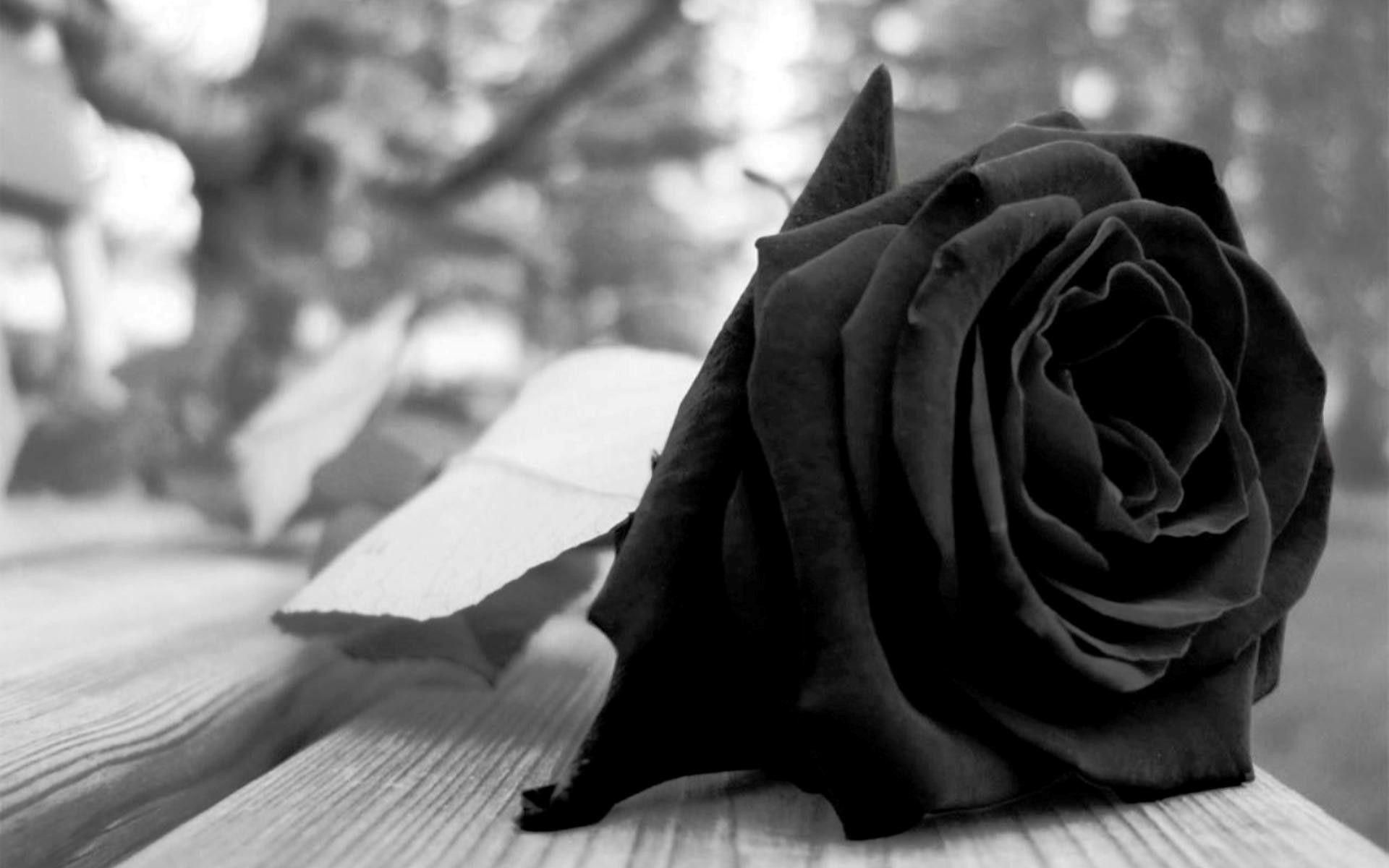 1920x1200 Black Rose Background