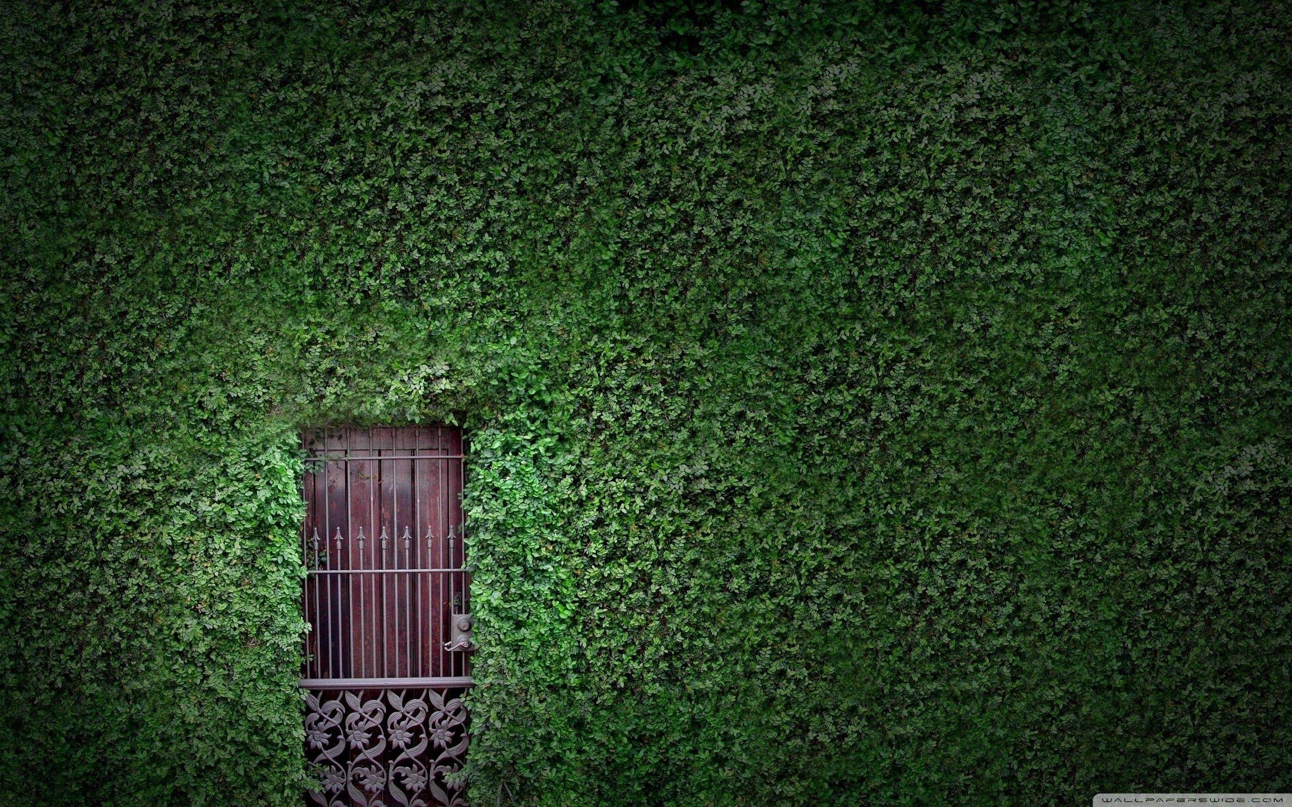 2560x1600 Ivy Vine Wallpaper