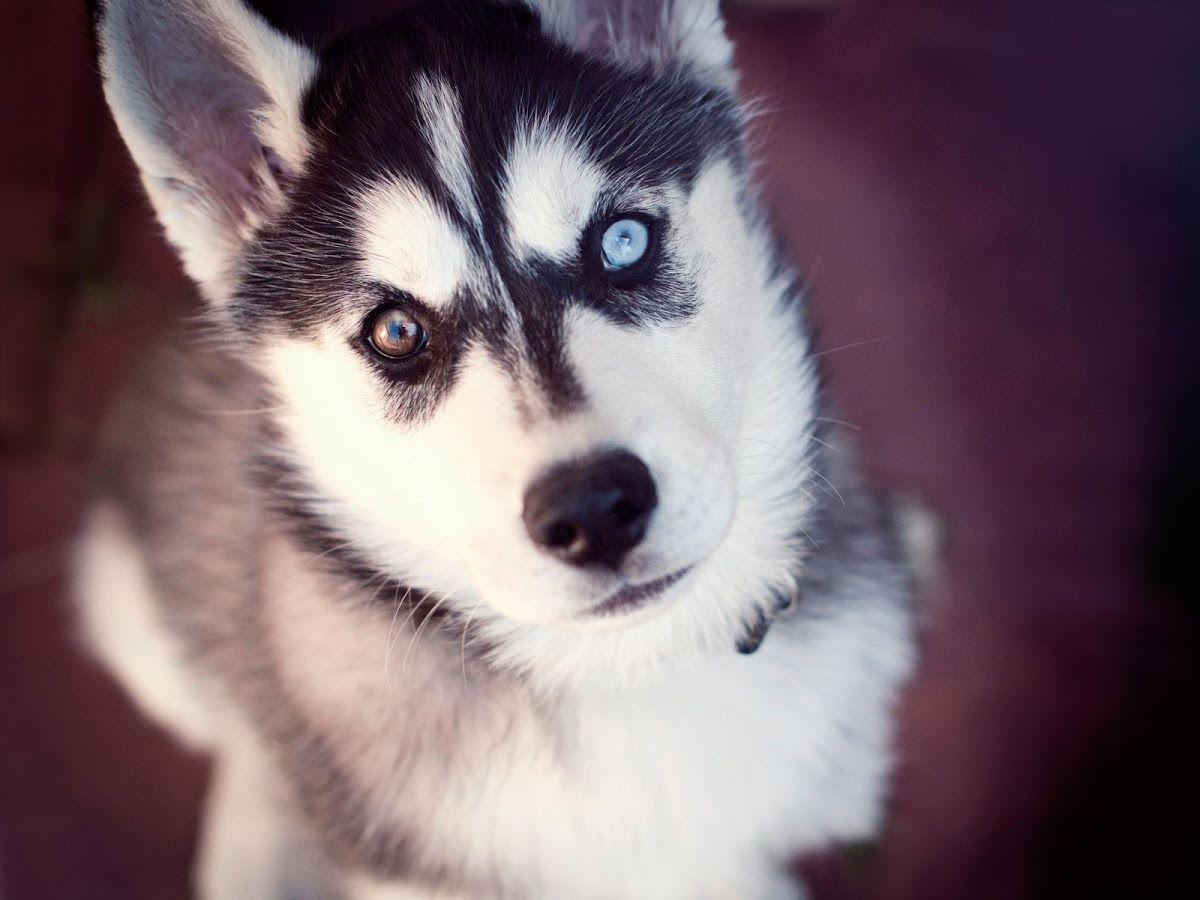 Husky Puppies Wallpapers - Top Free Husky Puppies Backgrounds ...