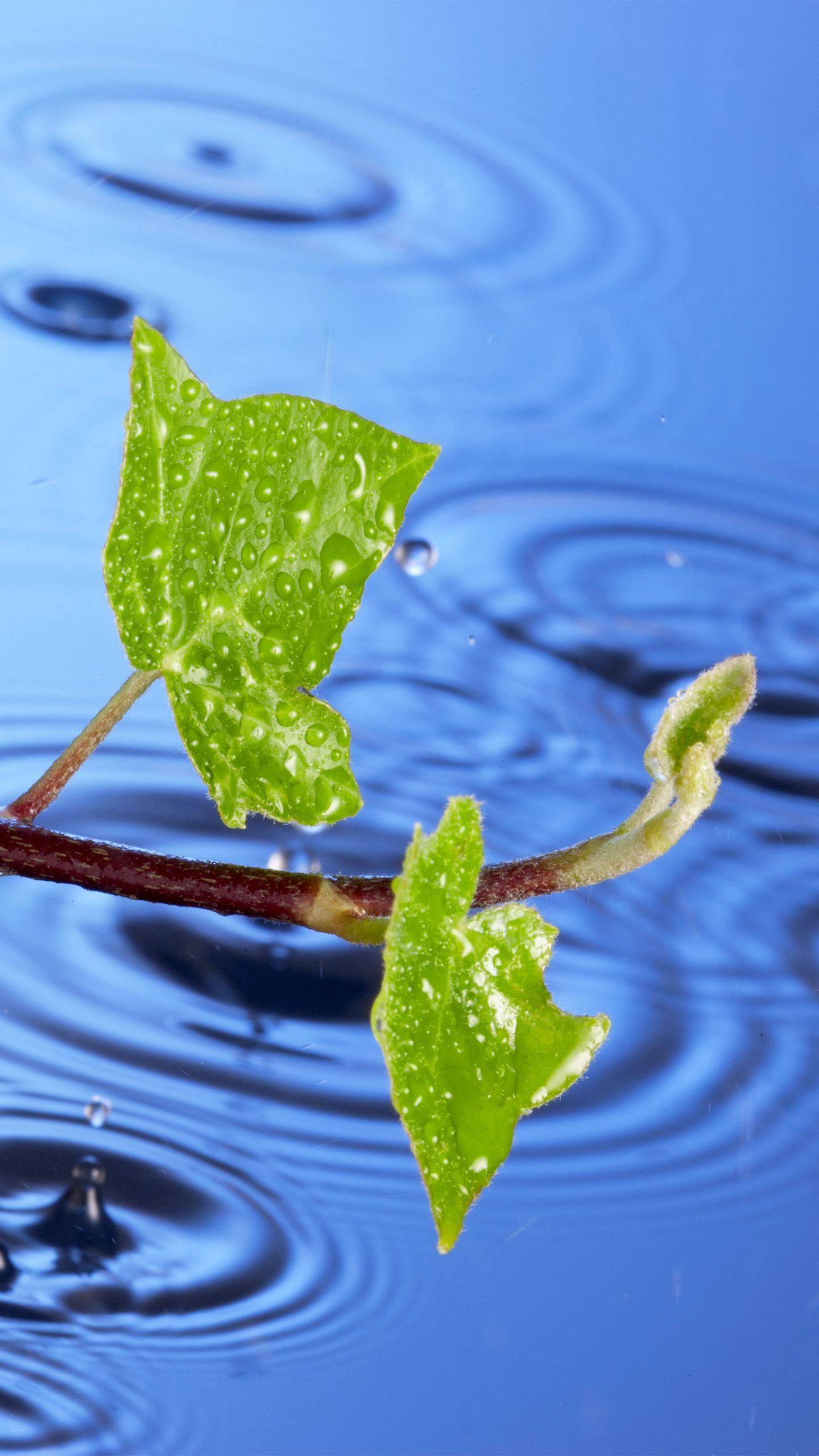 1440x2560 Samsung Galaxy S7 Rainy Vine Leaves Wallpaper