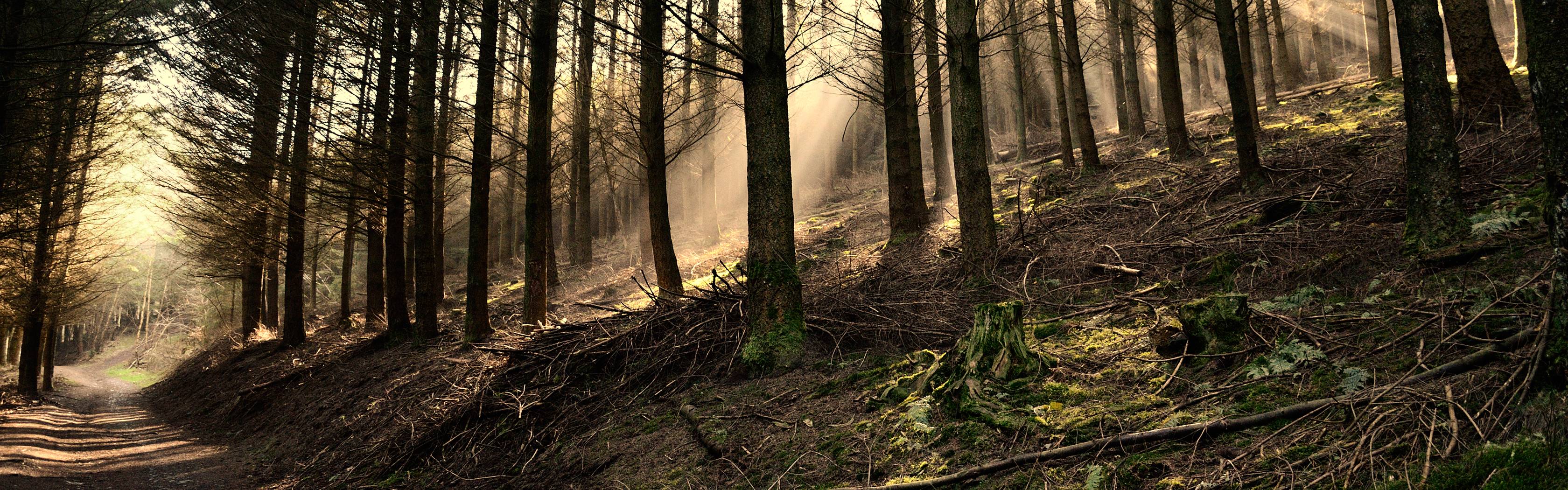 Dual Monitor Forest Wallpapers - Top Free Dual Monitor Forest