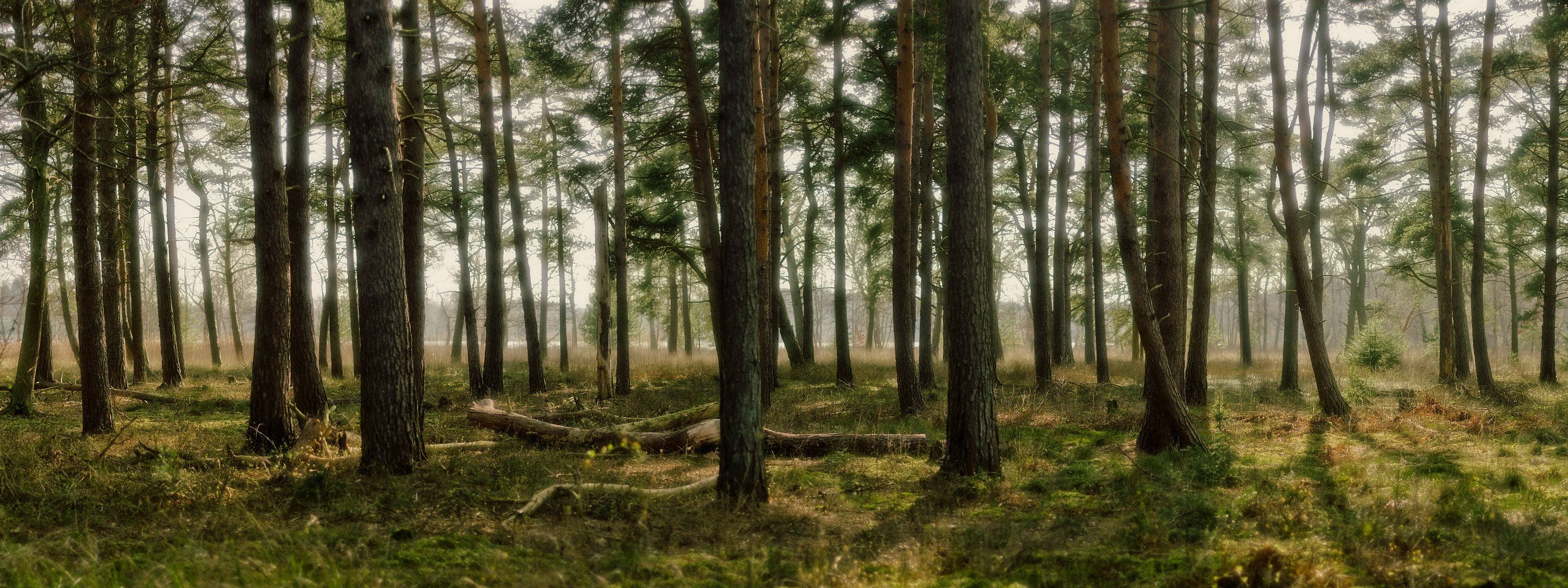 Dual Monitor Forest Wallpapers - Top Free Dual Monitor Forest