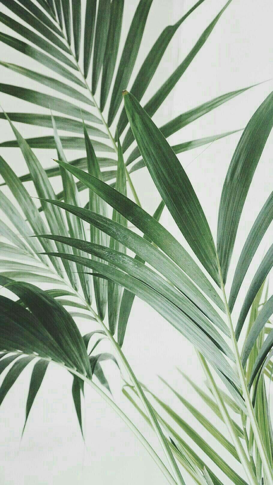 Plant Phone Wallpapers Top Free Plant Phone Backgrounds Wallpaperaccess