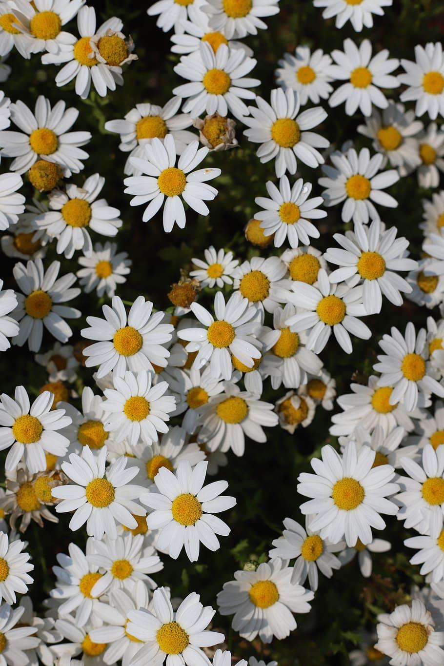 910x1365 hoa, hoa màu trắng, cây, thiên nhiên, màu trắng, hình nền điện thoại