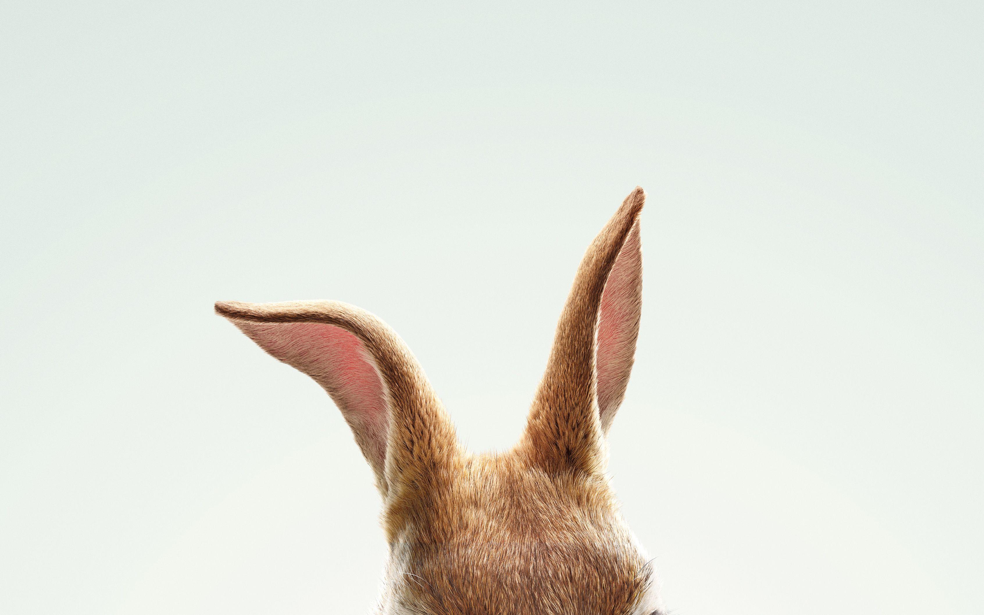3385x2116 Peter Rabbit HD Wallpaper and Background Image