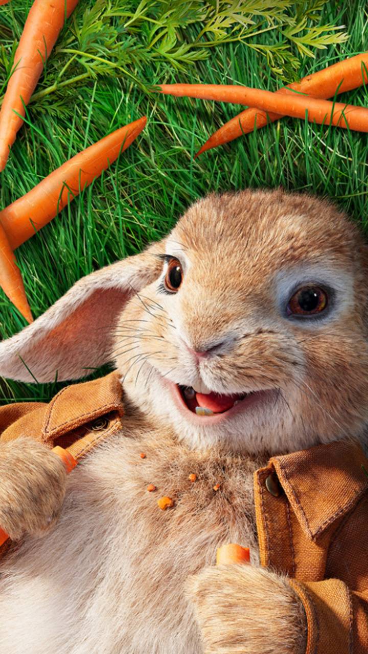 Peter Rabbit Wallpapers - Top Free Peter Rabbit Backgrounds