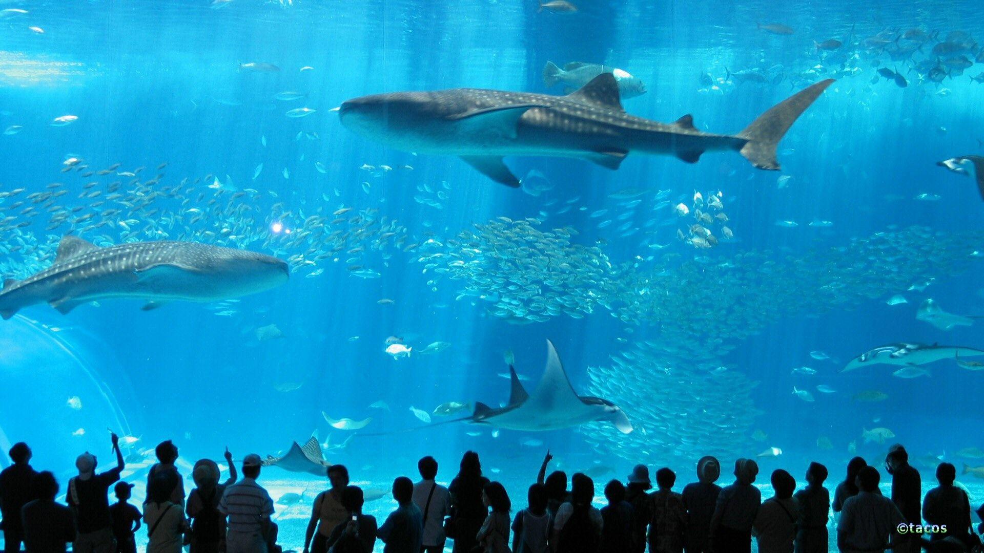 1920x1080 Okinawa Aquarium wallpaper