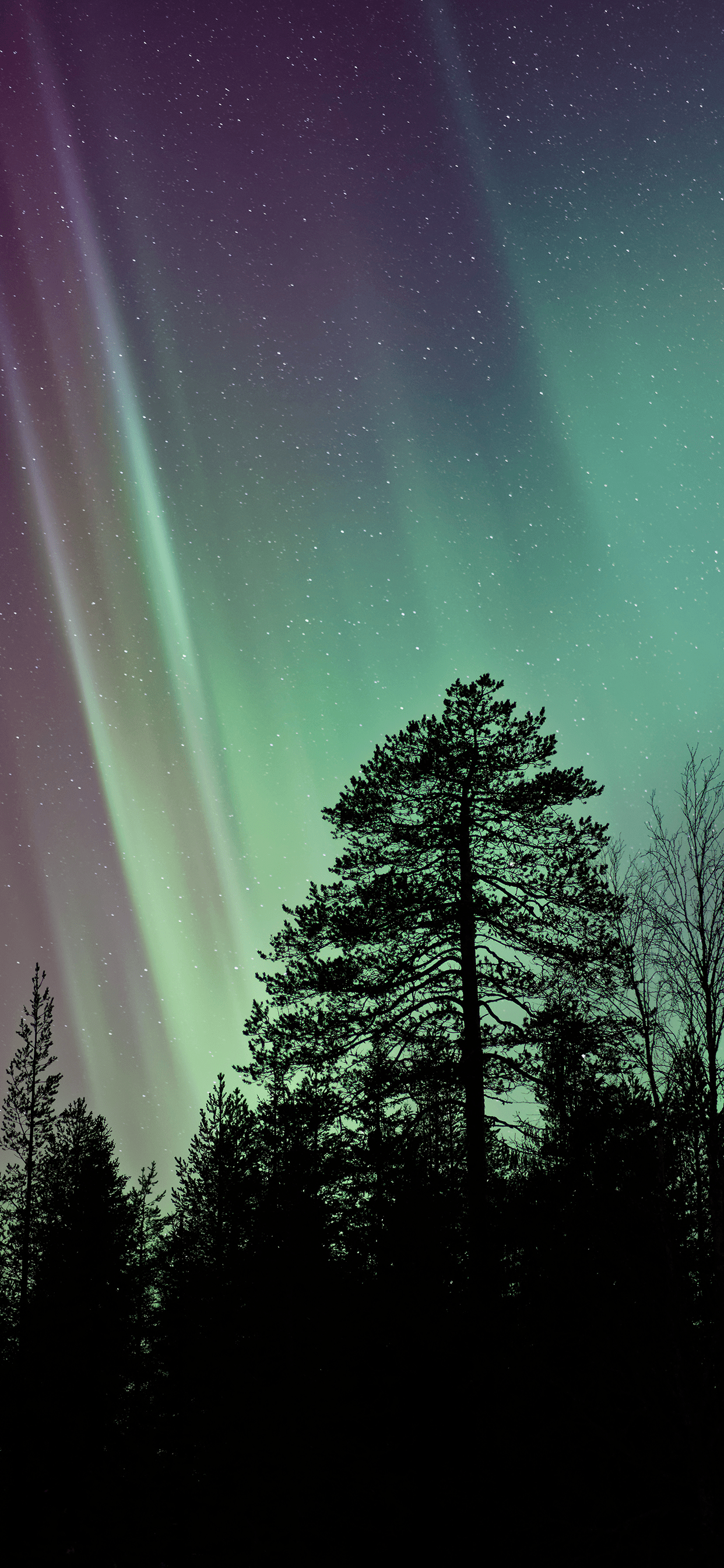 1242x2688 Northern Lights Wallpaper for iPhone X, 6