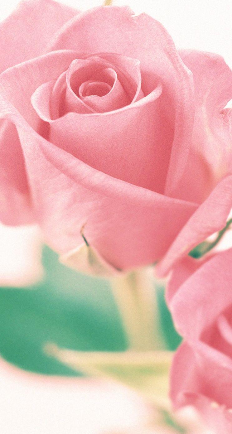 Valentine Day Flower Wallpapers Top Free Valentine Day Flower Backgrounds WallpaperAccess