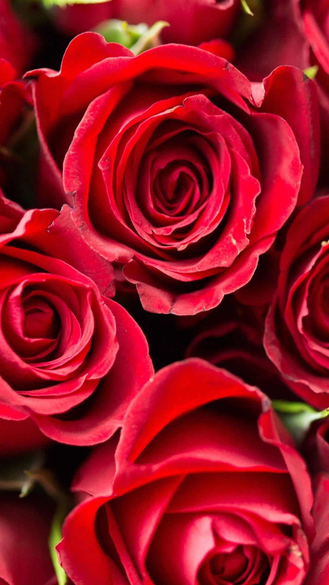 1080x1920 Rose, Flower, Red, 4k Day Wallpaper iPhone