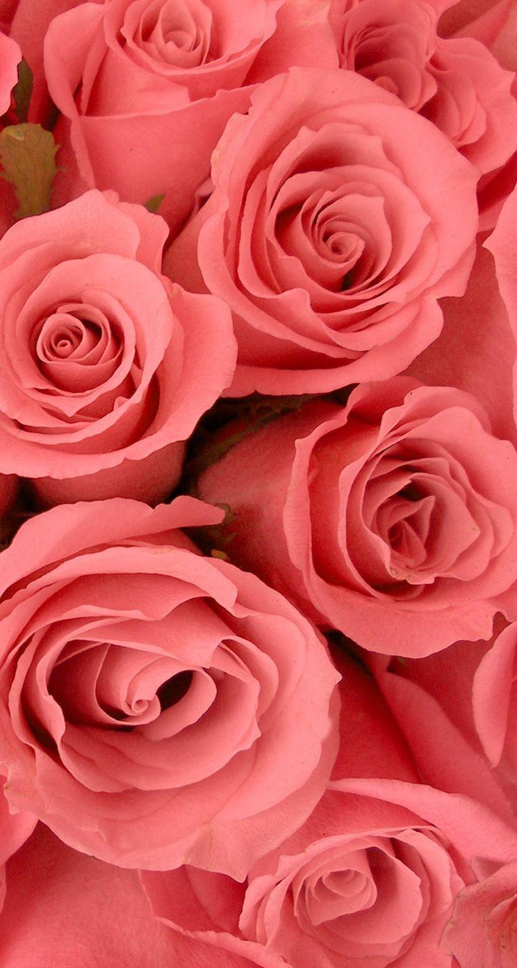 744x1392 Roses. 26 Valentine's Day Flowers wallpaper for iPhone