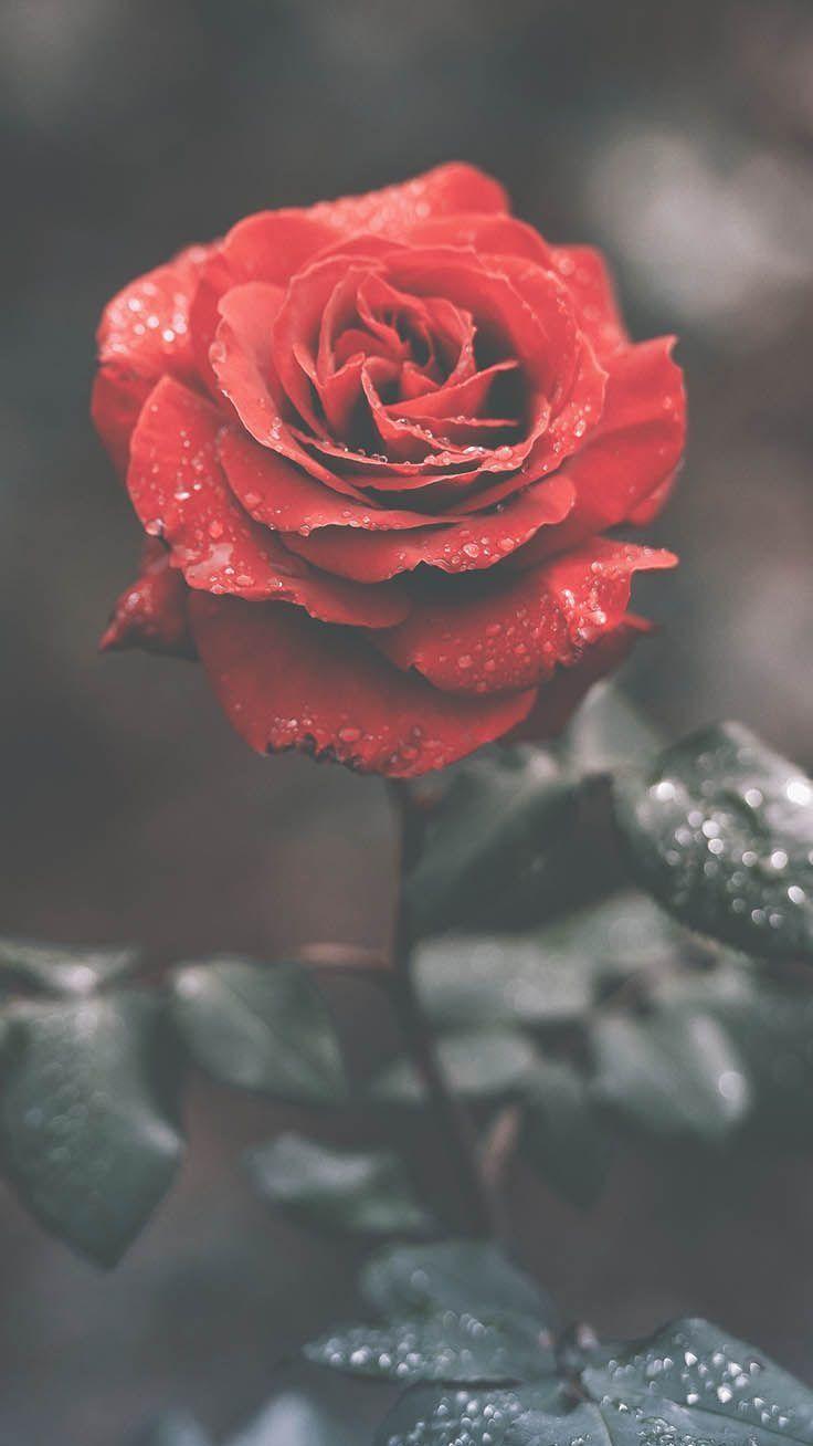 736x1308 A Dozen Red Roses iPhone Wallpaper for Valentine's Day