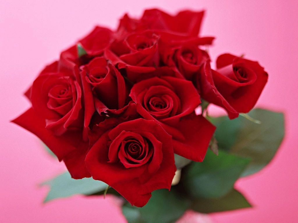 1024x768 Valentine flower