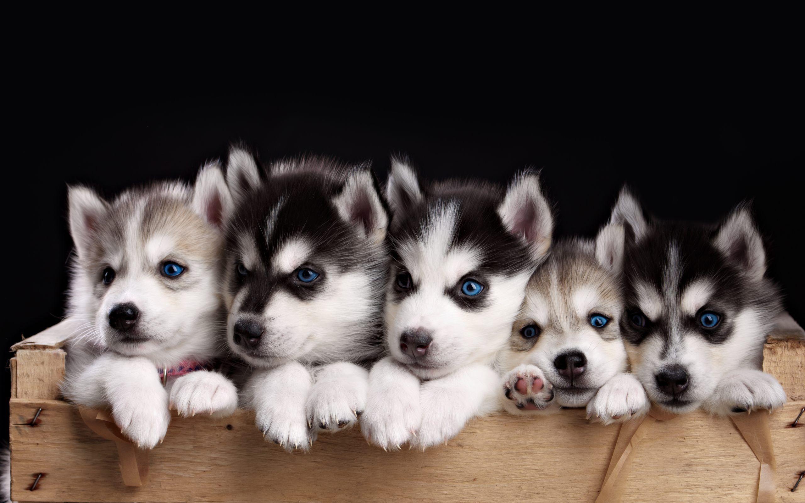 Husky Puppies Wallpapers - Top Free