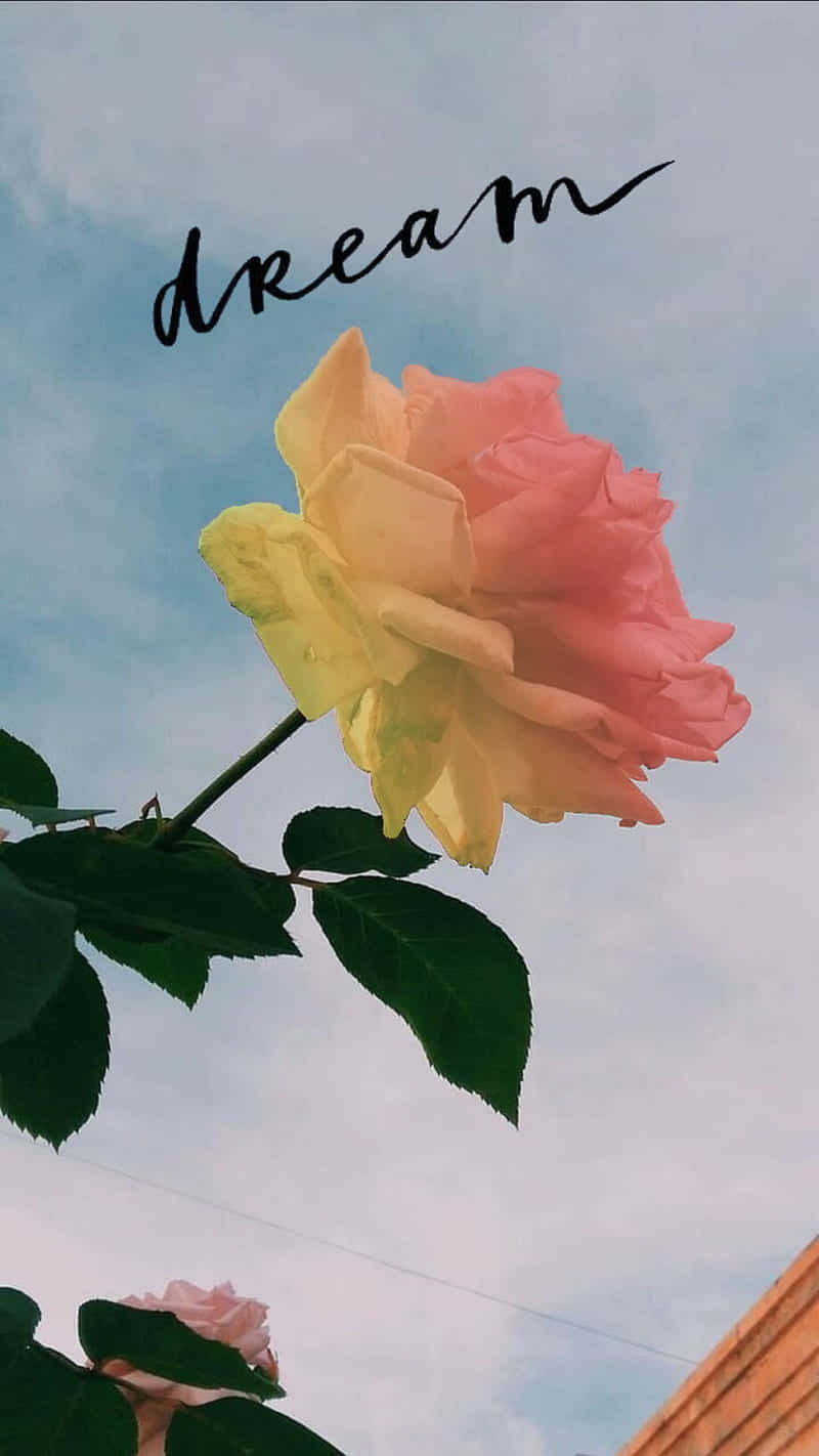 800x1422 Download Follow Your Dreams and Create Your Life. Wallpaper