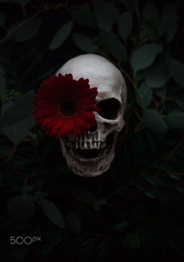 748x1068 Artem Phoenix, Skull, Flowers, Plants, 500px Wallpaper HD