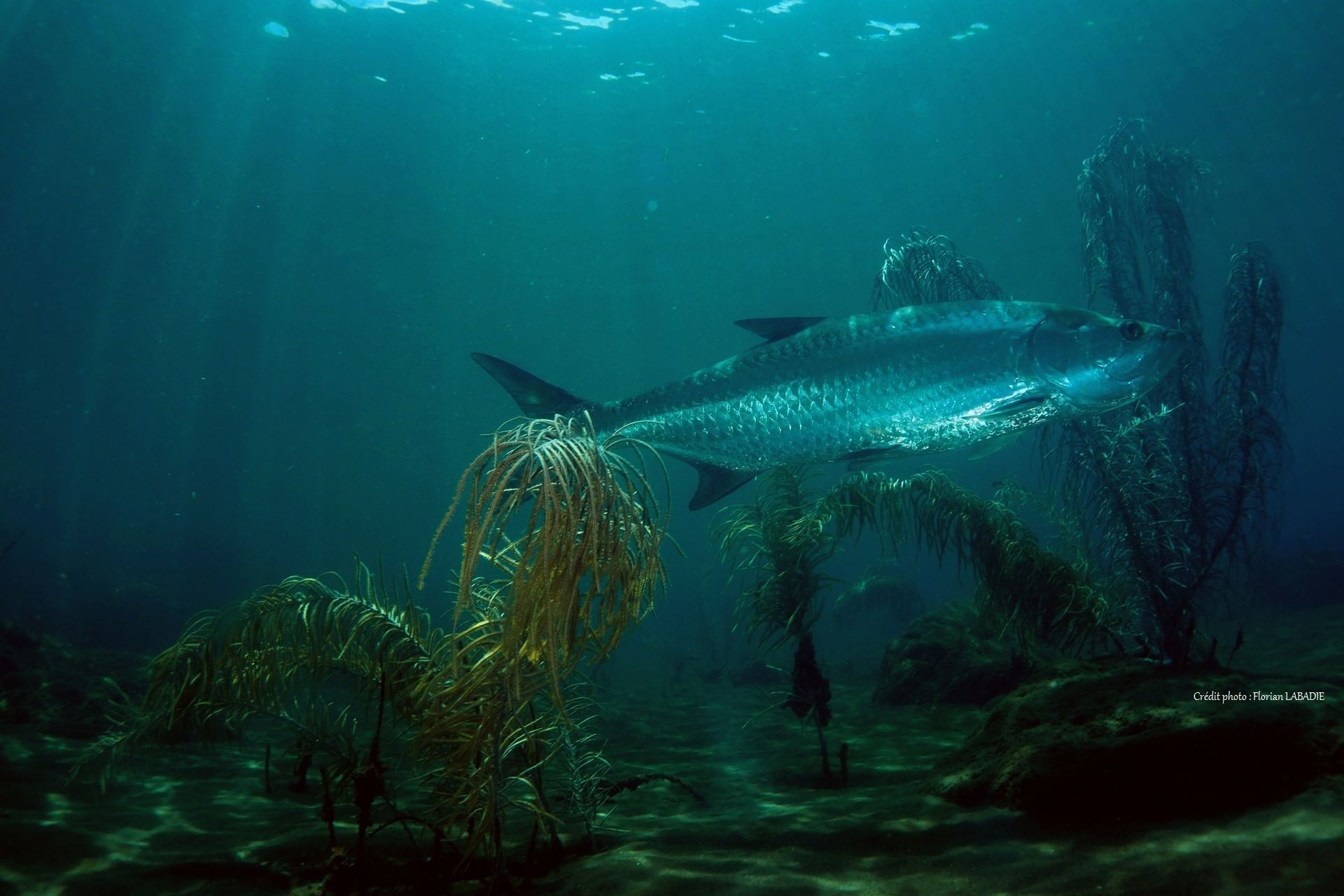 1920x1280 Submarine picture of Tarpon guide de peche en Guadeloupe