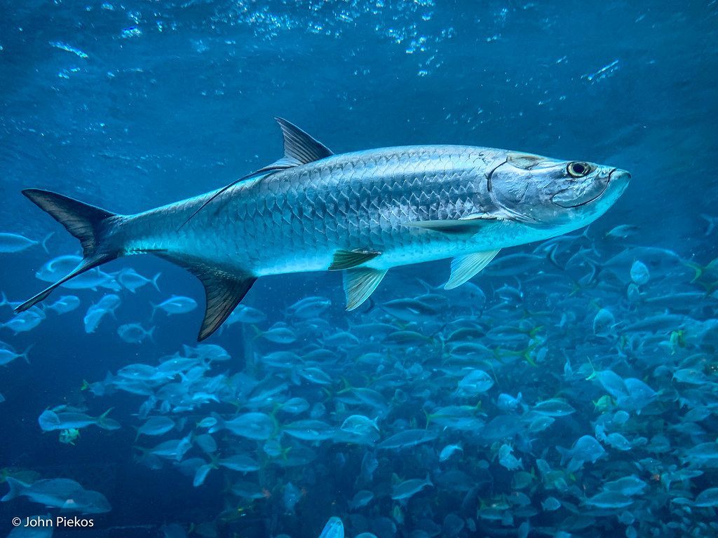 1024x768 Atlantic Tarpon. An Amazing Prehistoric Looking Beast Of A