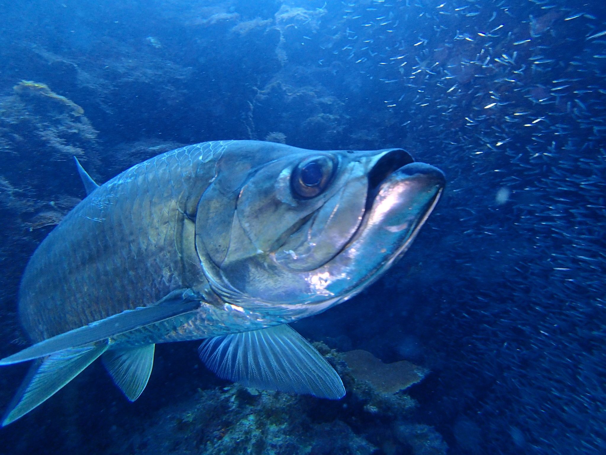 2048x1536 Atlantic Tarpon (Megalops atlanticus) · iNaturalist