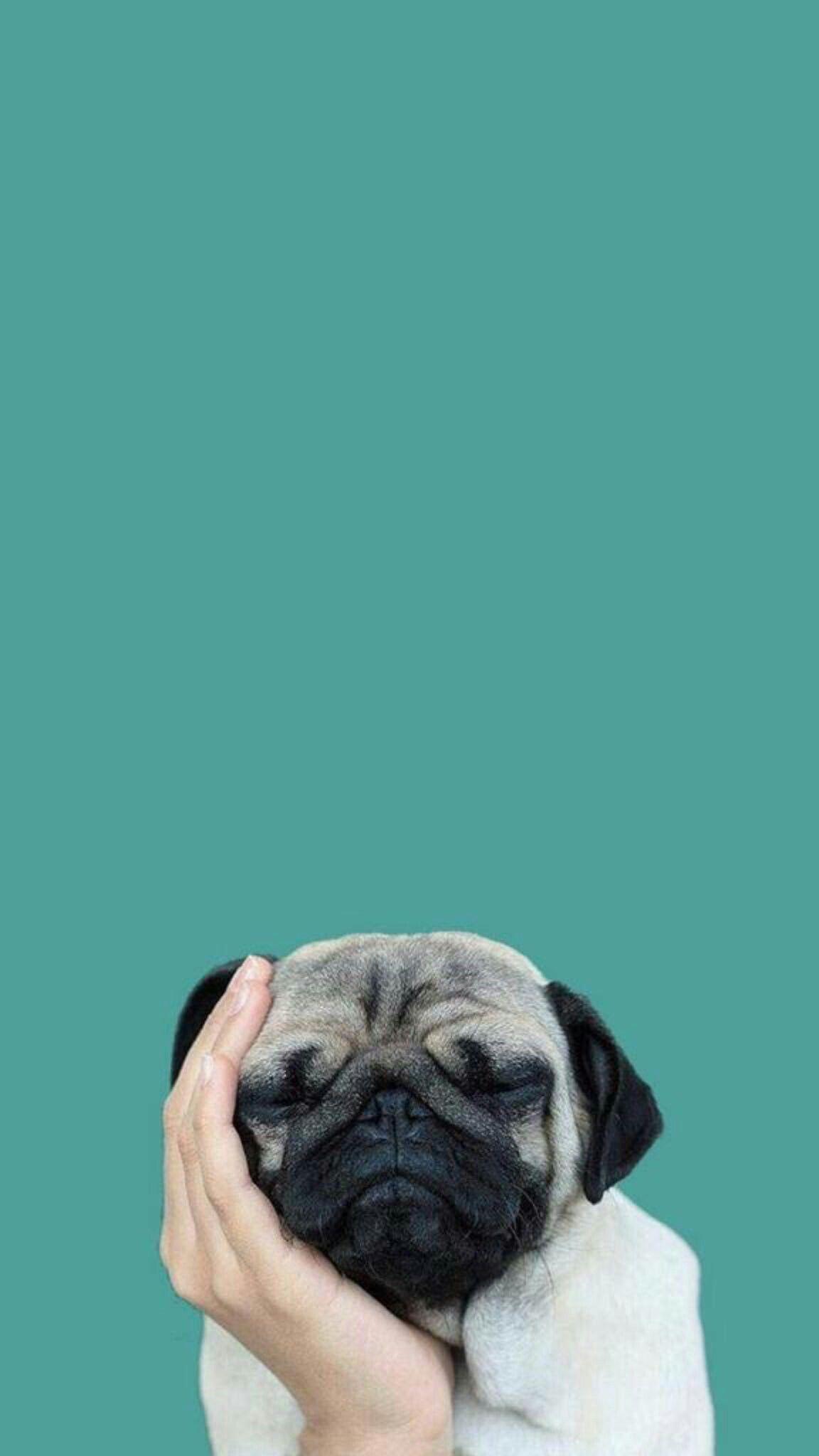 1152x2048 Pug Wallpaper HD Phone Wallpaper