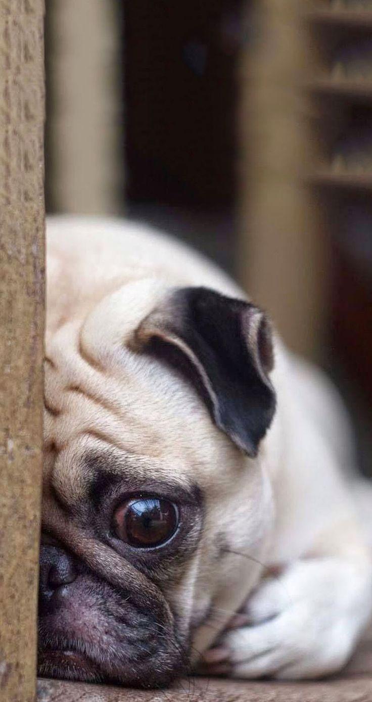 736x1389 Tap For More Cute Pug Dog HD Wallpaper Pugs