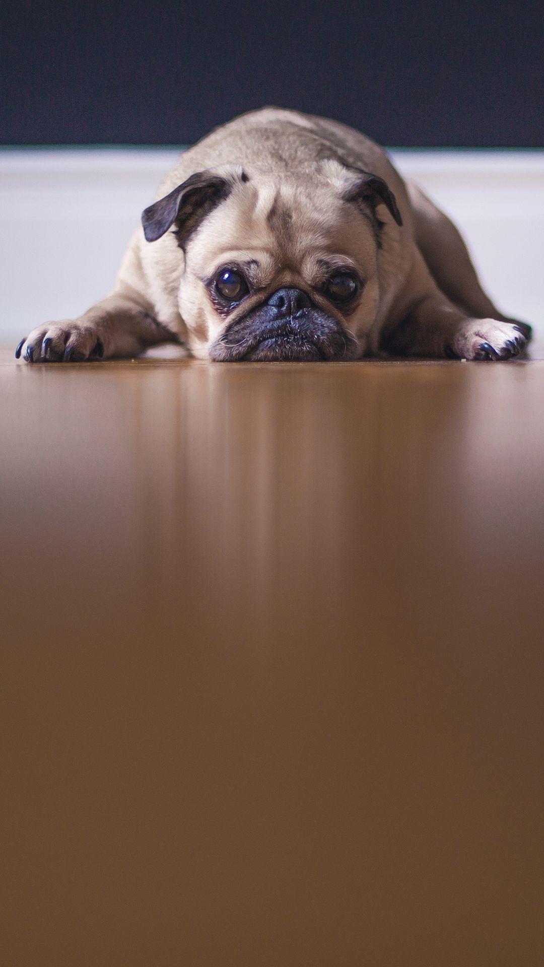 1080x1920 Cute Pug Free Cell Phone Background