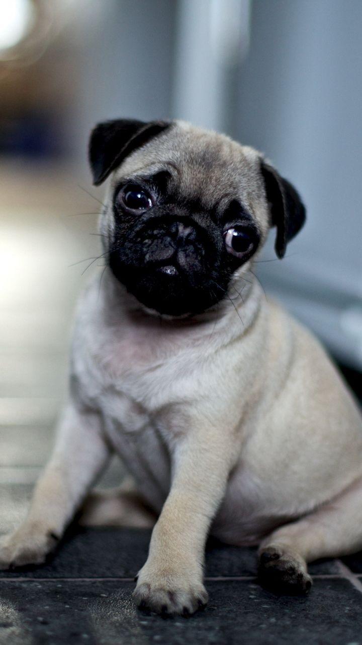 720x1280 Animal Pug (720x1280) Wallpaper