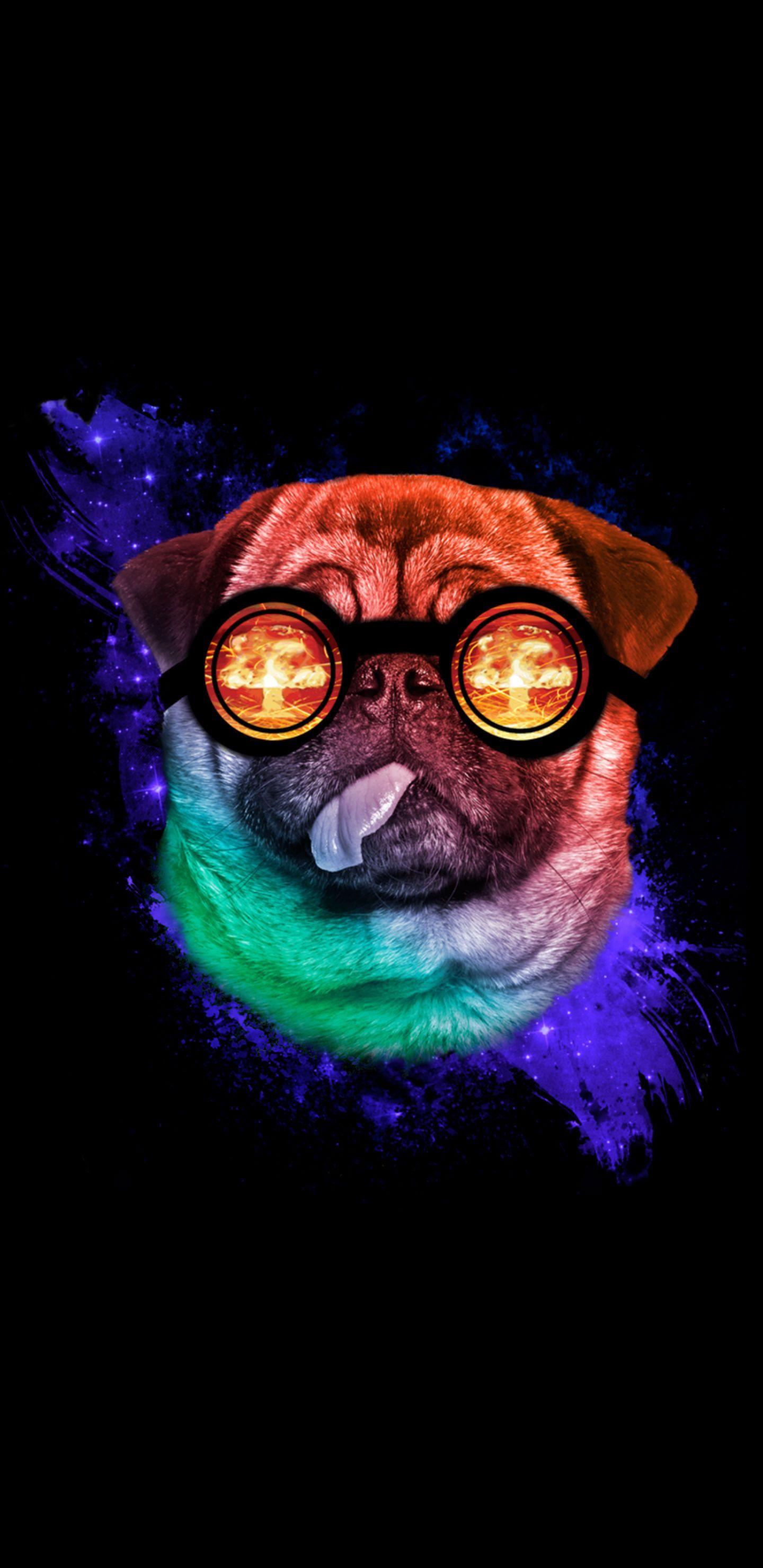 Pug Phone Wallpapers - Top Free Pug Phone Backgrounds - WallpaperAccess