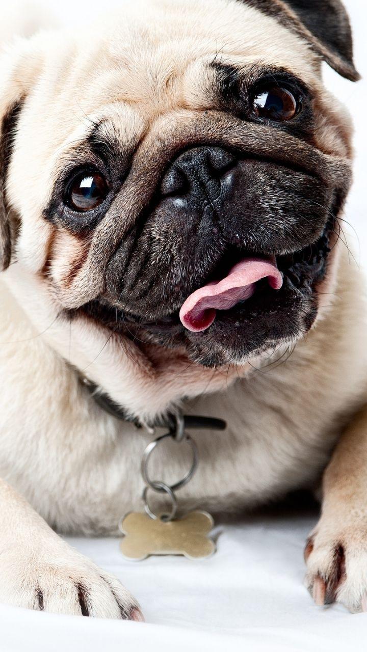 720x1280 Animal Pug (720x1280) Wallpaper