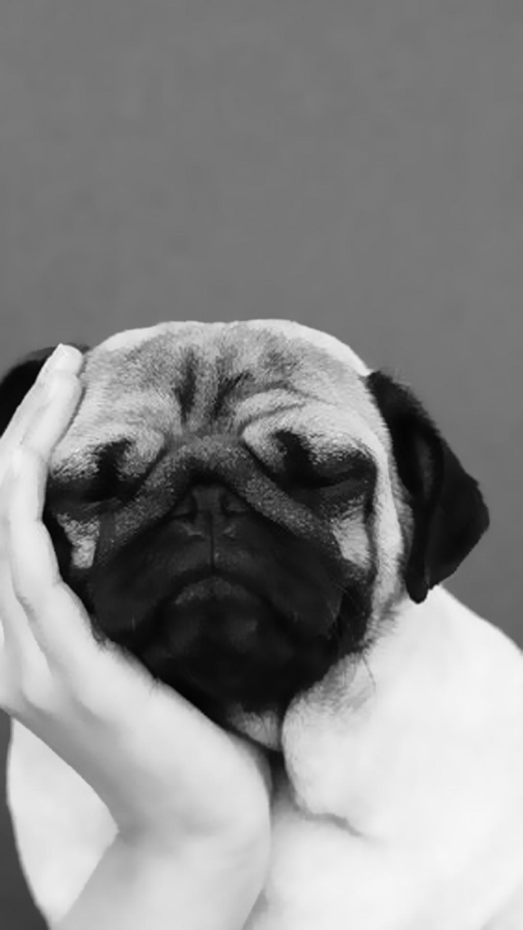 1024x1820 Cute Cute Pet Mobile Wallpaper, HD Picture, Mobile